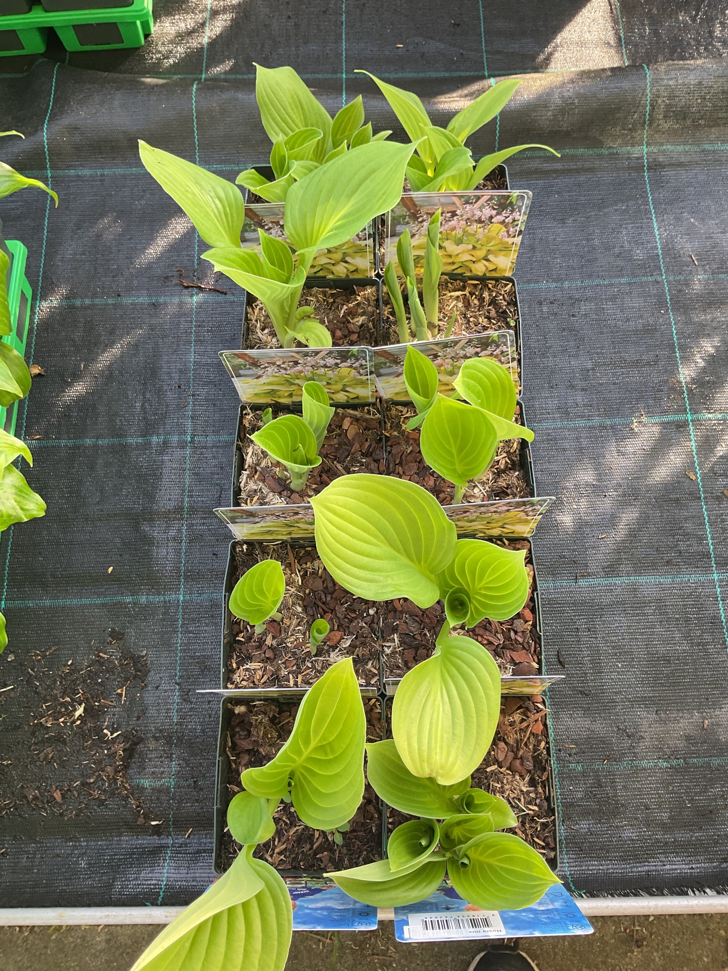 Hosta ‘Ki Ren Jyako’ P11x11