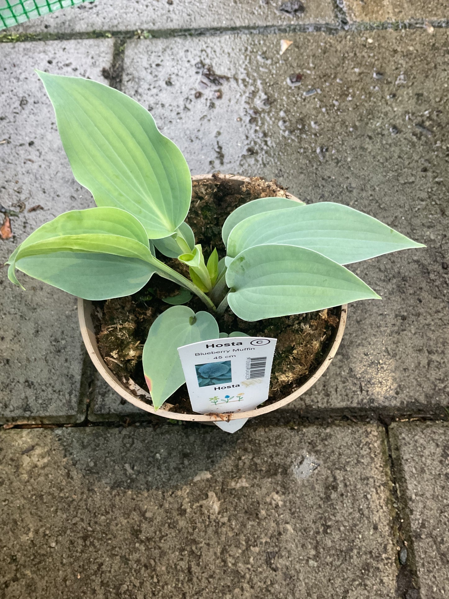 Hosta ‘Blueberry Muffin’ P15