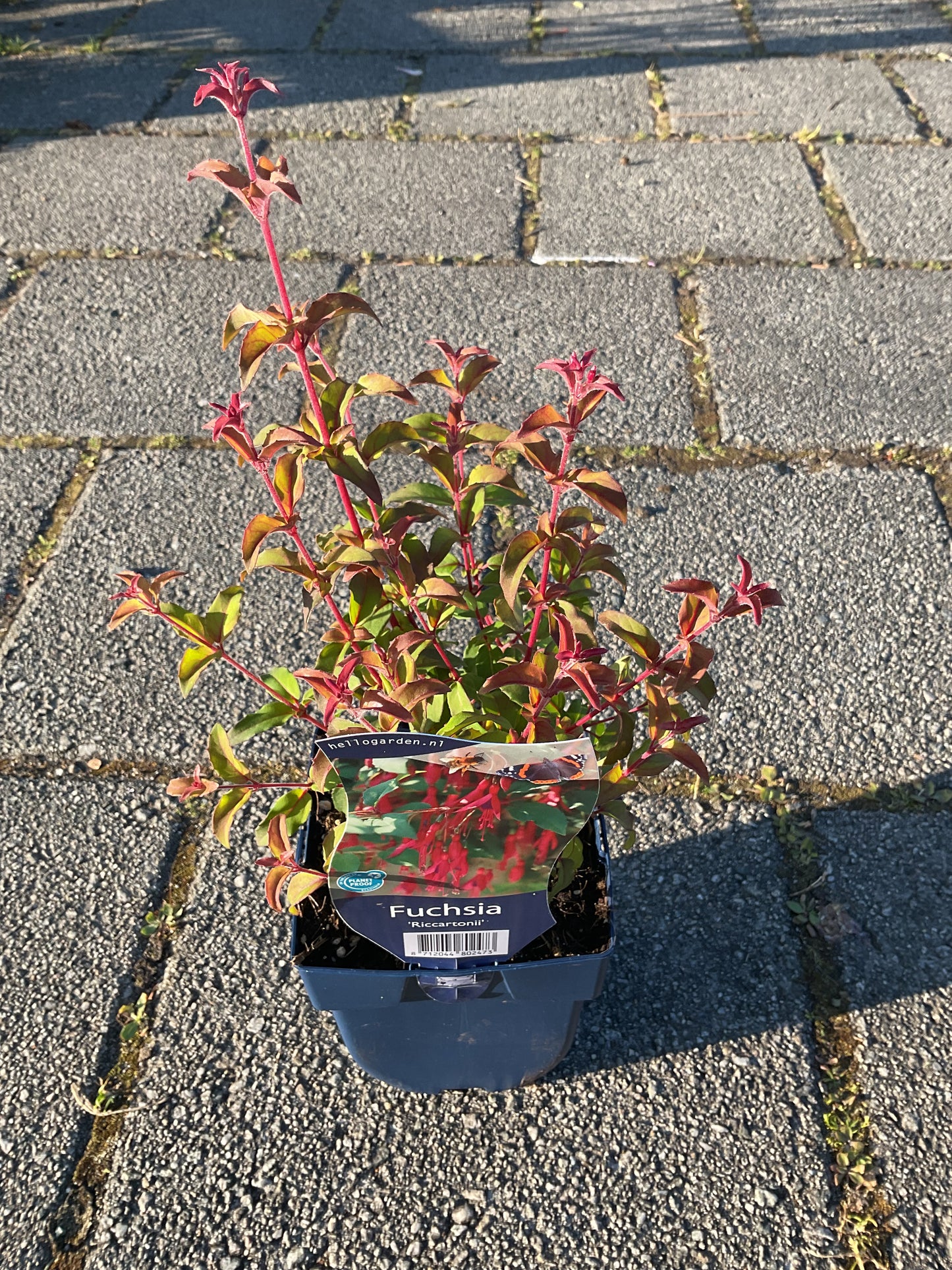 Fuchsia magellanica ‘Ricchartonii’ P11x11