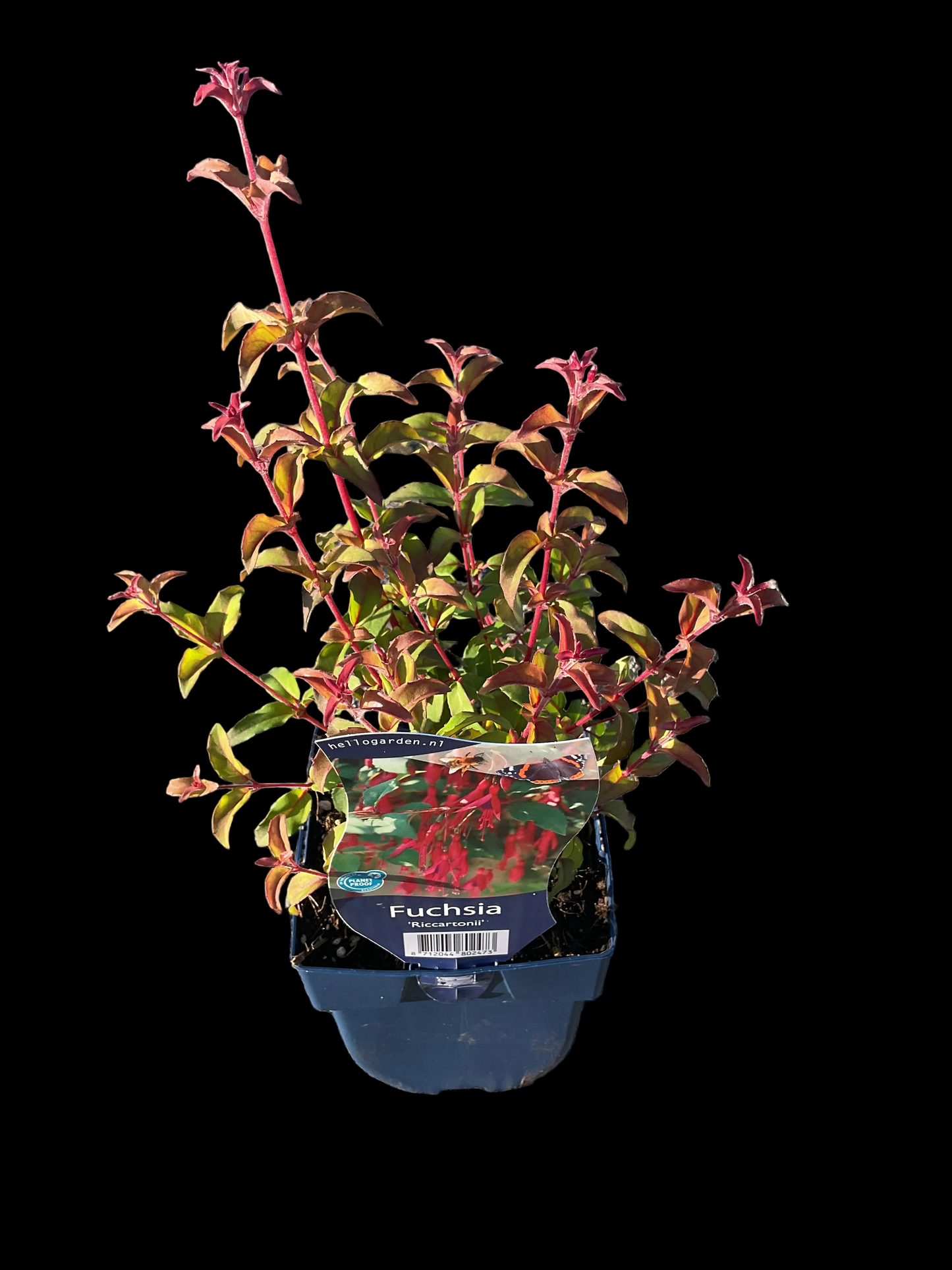 Fuchsia magellanica ‘Ricchartonii’ P11x11