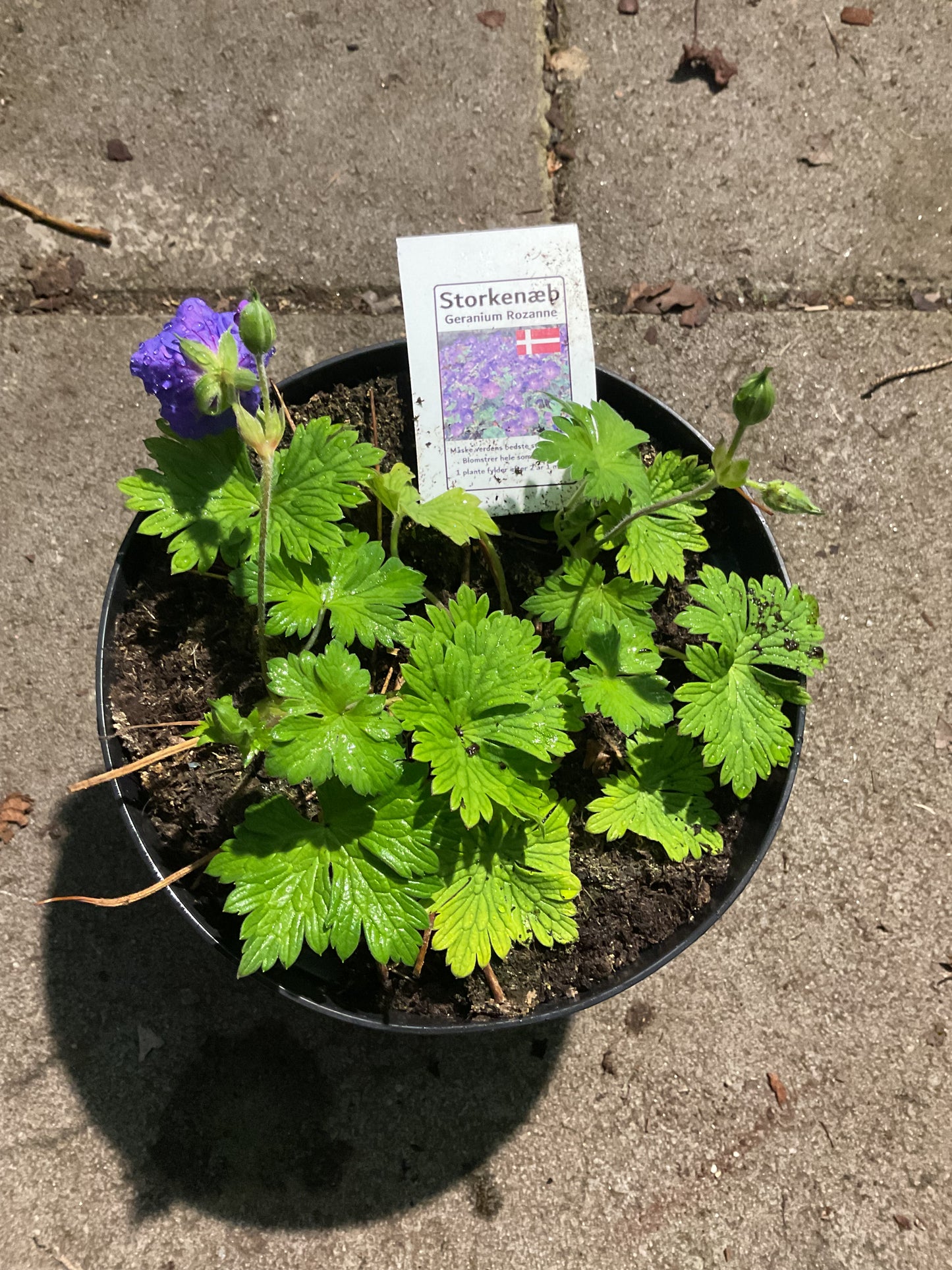 Geranium hyb. ‘Rozanne’ P17 (2 ltr potter)