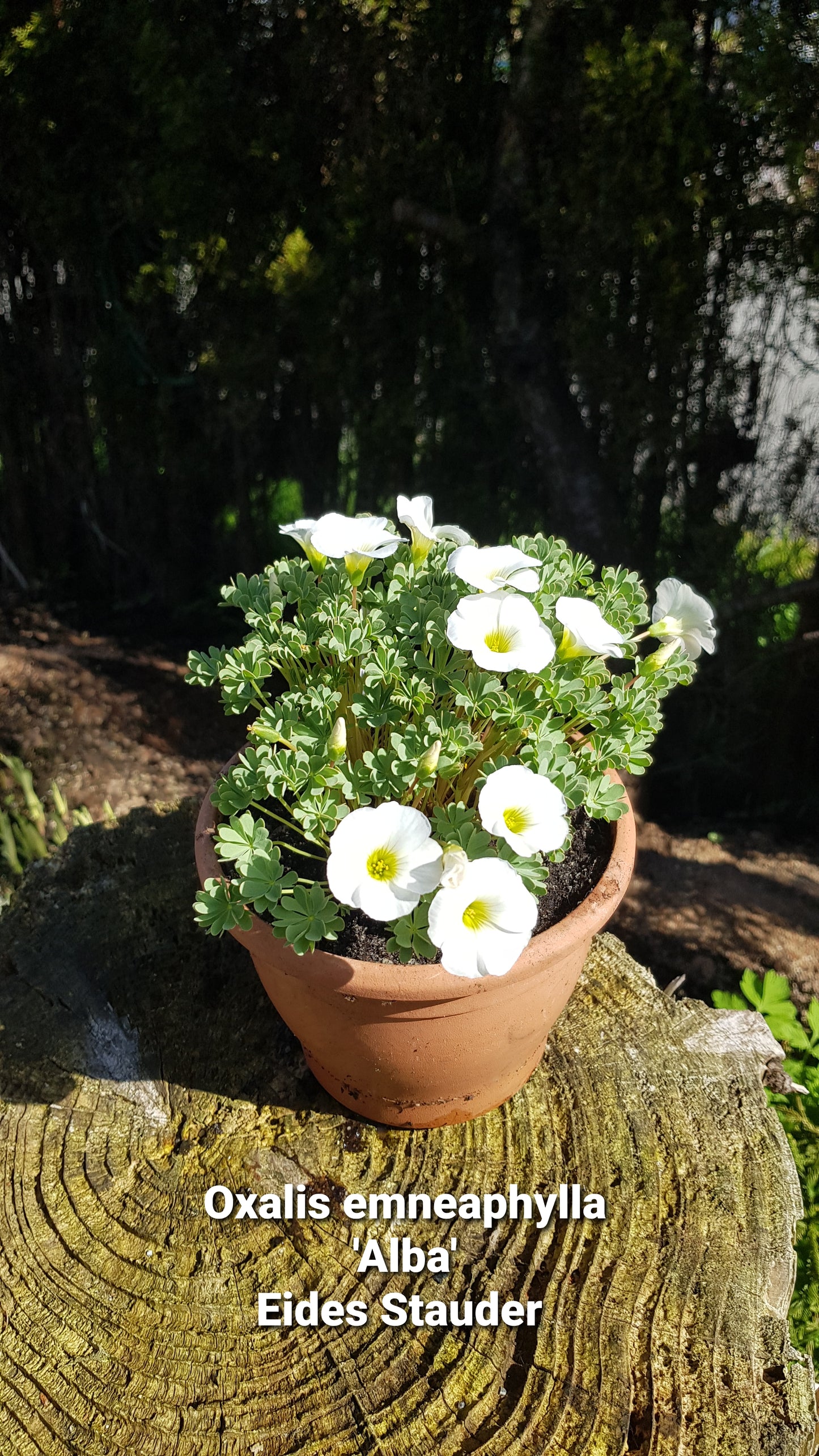 Oxalis enneaphylla ‘Alba’