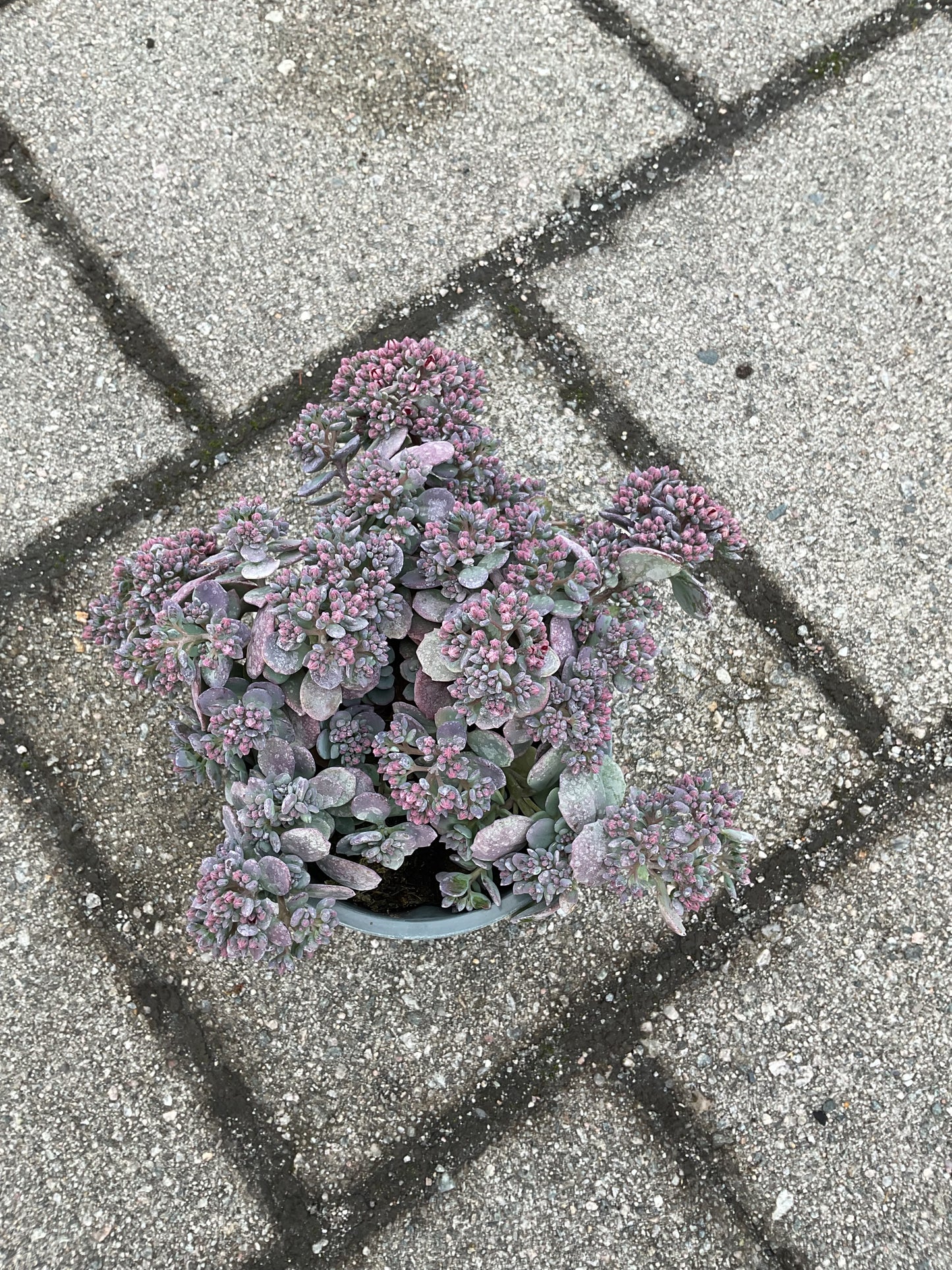 Sedum cauticola P12
