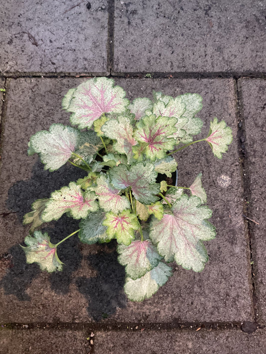 Heuchera ‘Frozy Panky’ P11