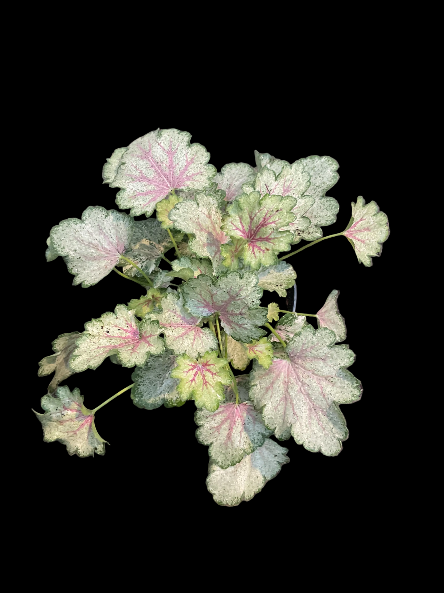 Heuchera ‘Frozy Panky’ P11