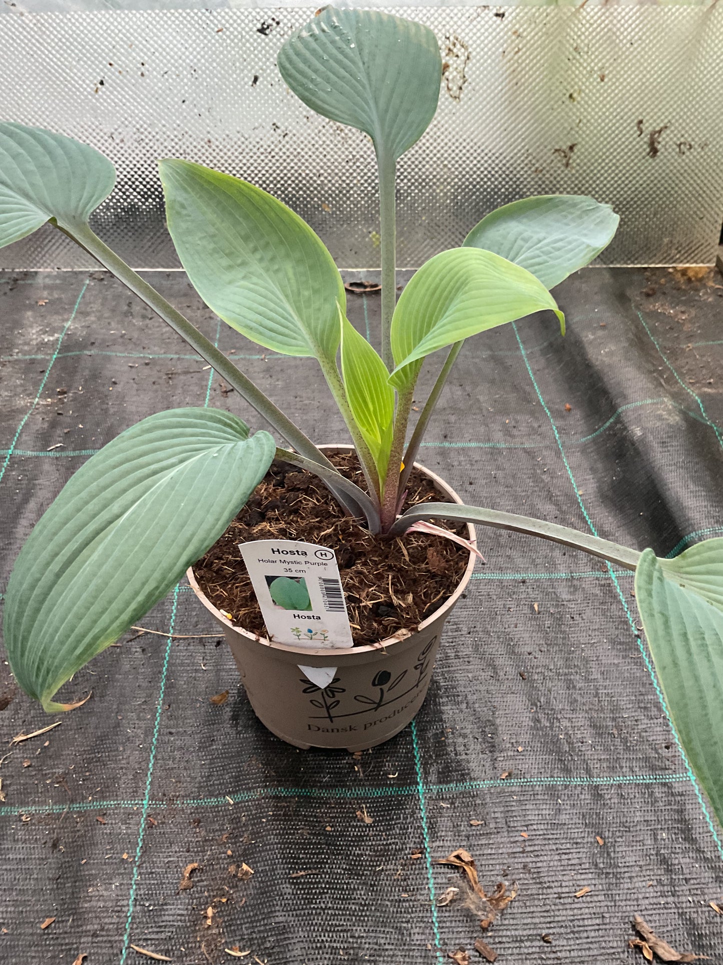 Hosta ‘Holar Mystic Purple’ P15