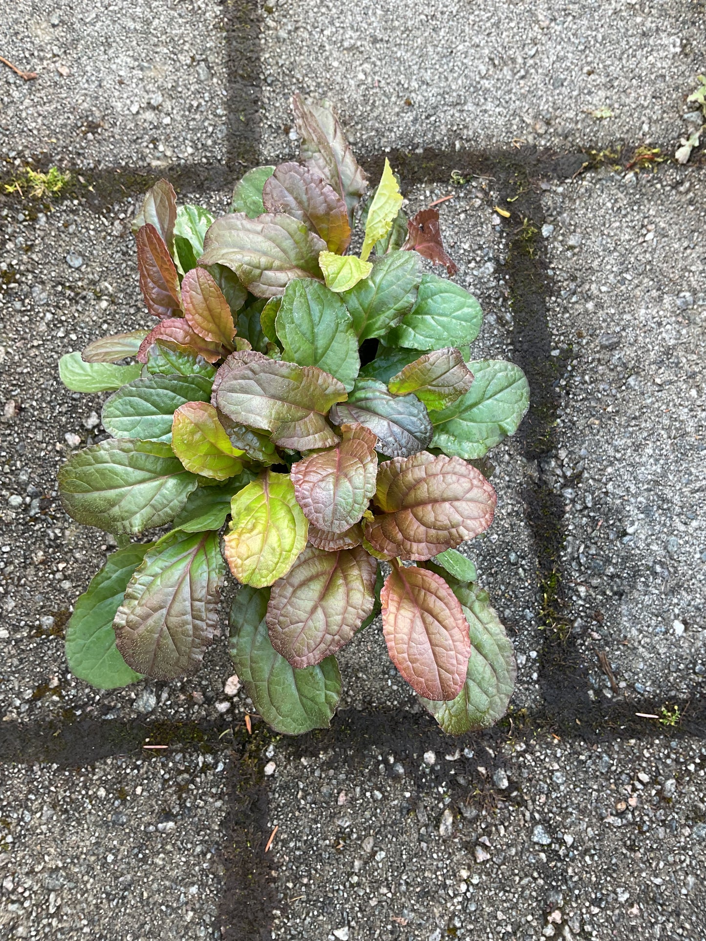 Ajuga reptans ‘Atropurpurea’ P13