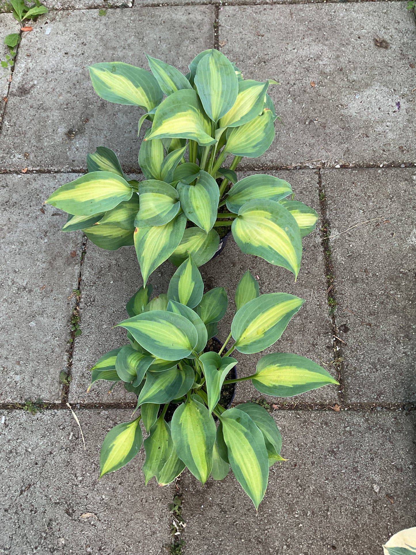 Hosta ‘Chain Lightning’