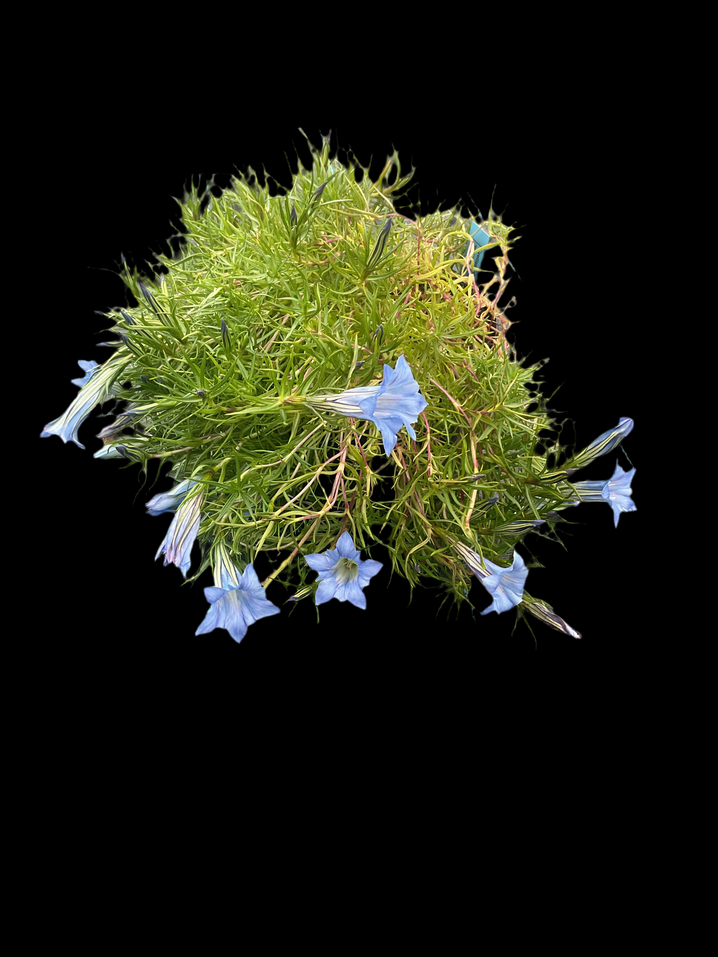 Gentiana s-ornata ‘Strathmore’ P17