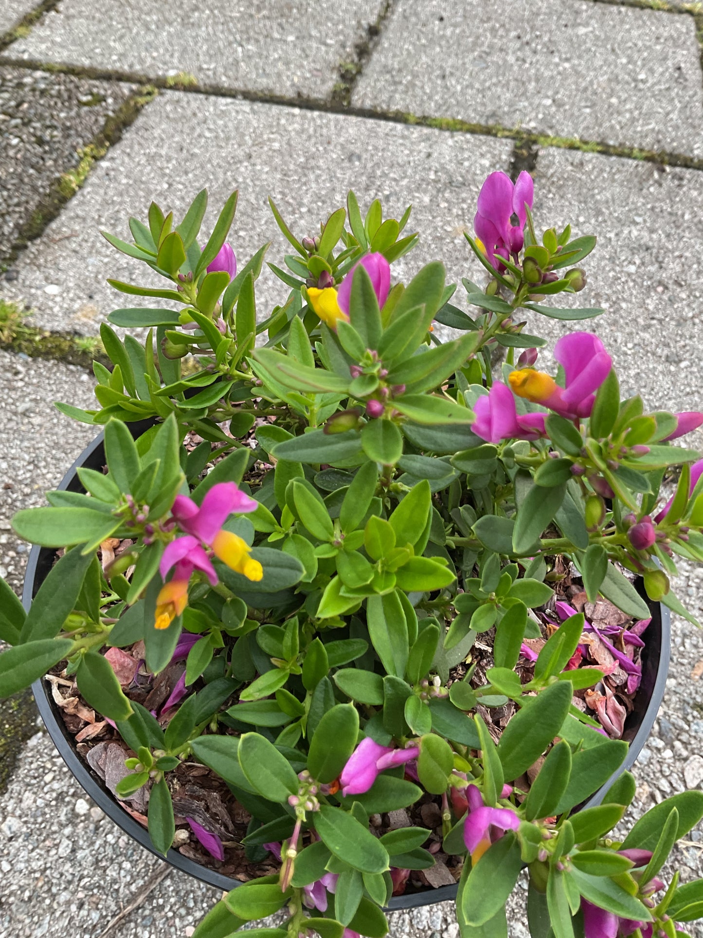 Polygala chamaebuxus ‘Grandiflora’ P19