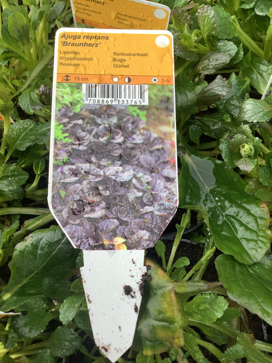 Ajuga reptans ‘Braunherz’