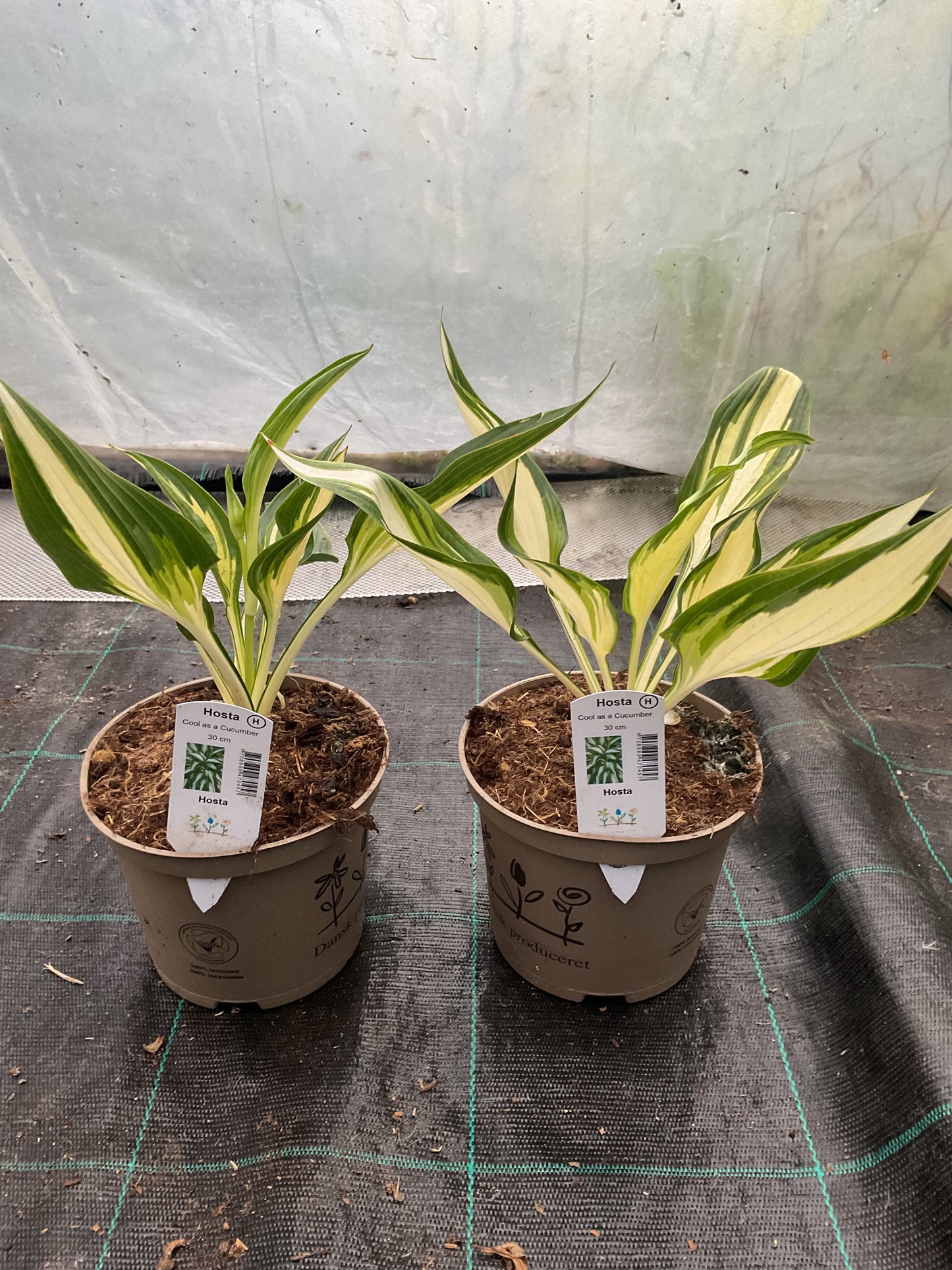 Hosta ‘Cool as a Cucumber’ P15