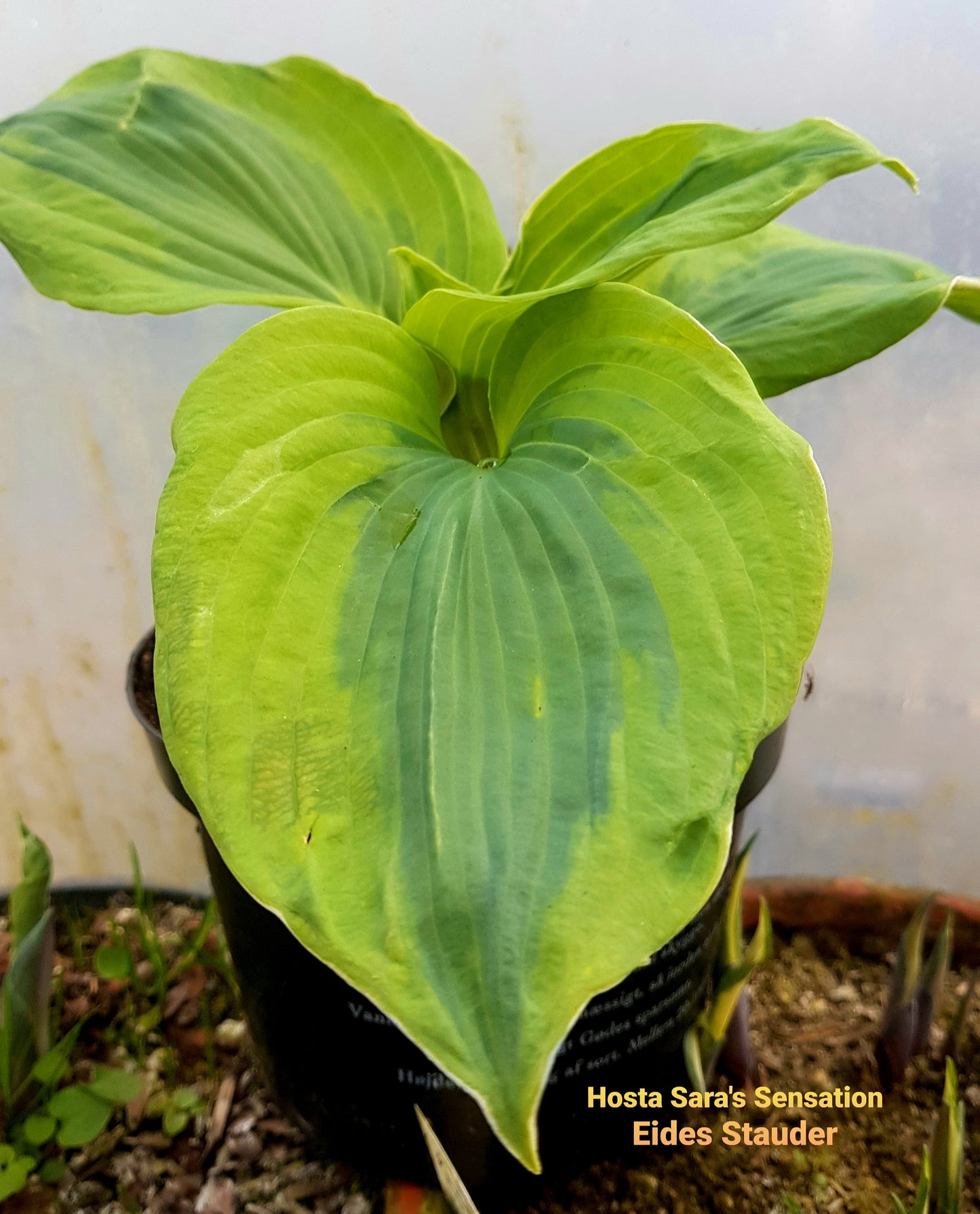 Hosta ‘Sara’s Sensation’