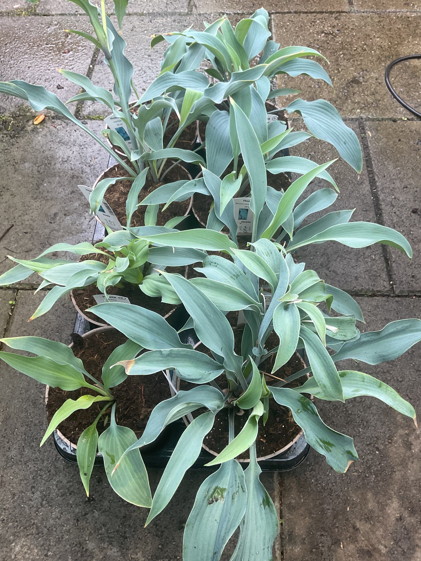 Hosta ‘Round About Midnight’ P15