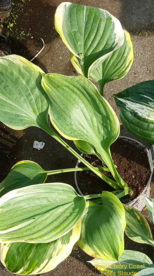 Hosta ‘Ivory Coast’