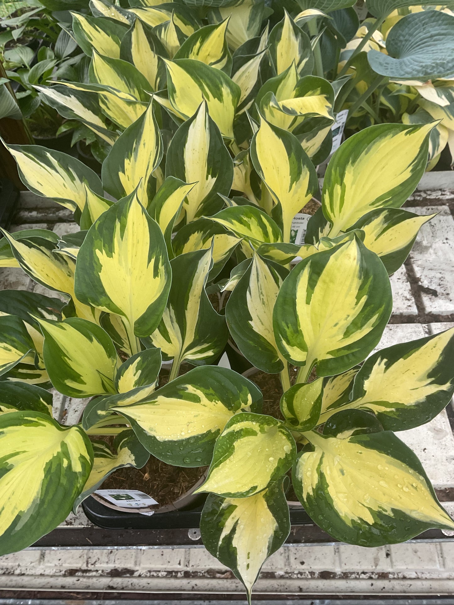 Hosta ‘Pathfinder’