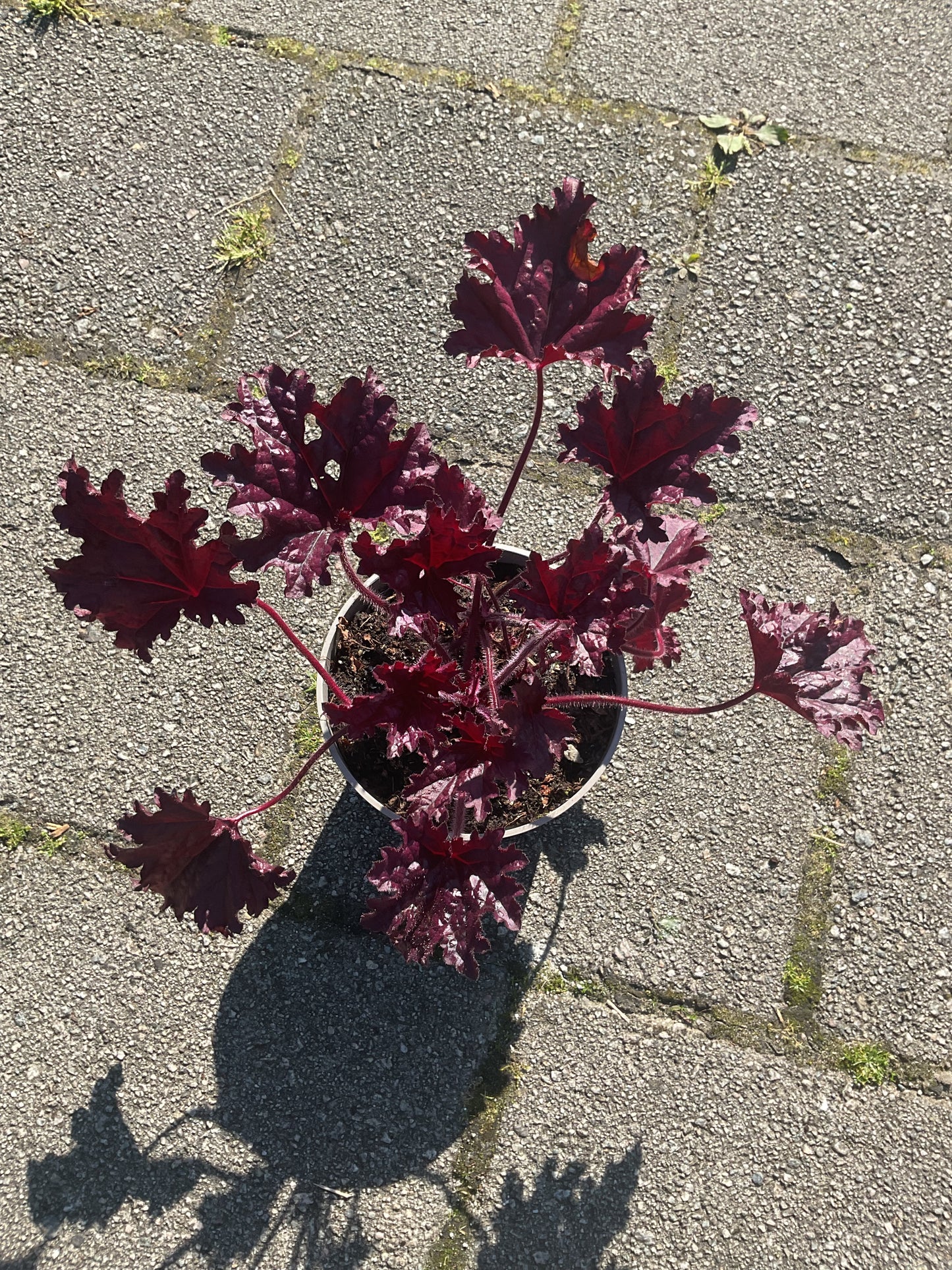 Heuchera ‘Forever Purple’ P15