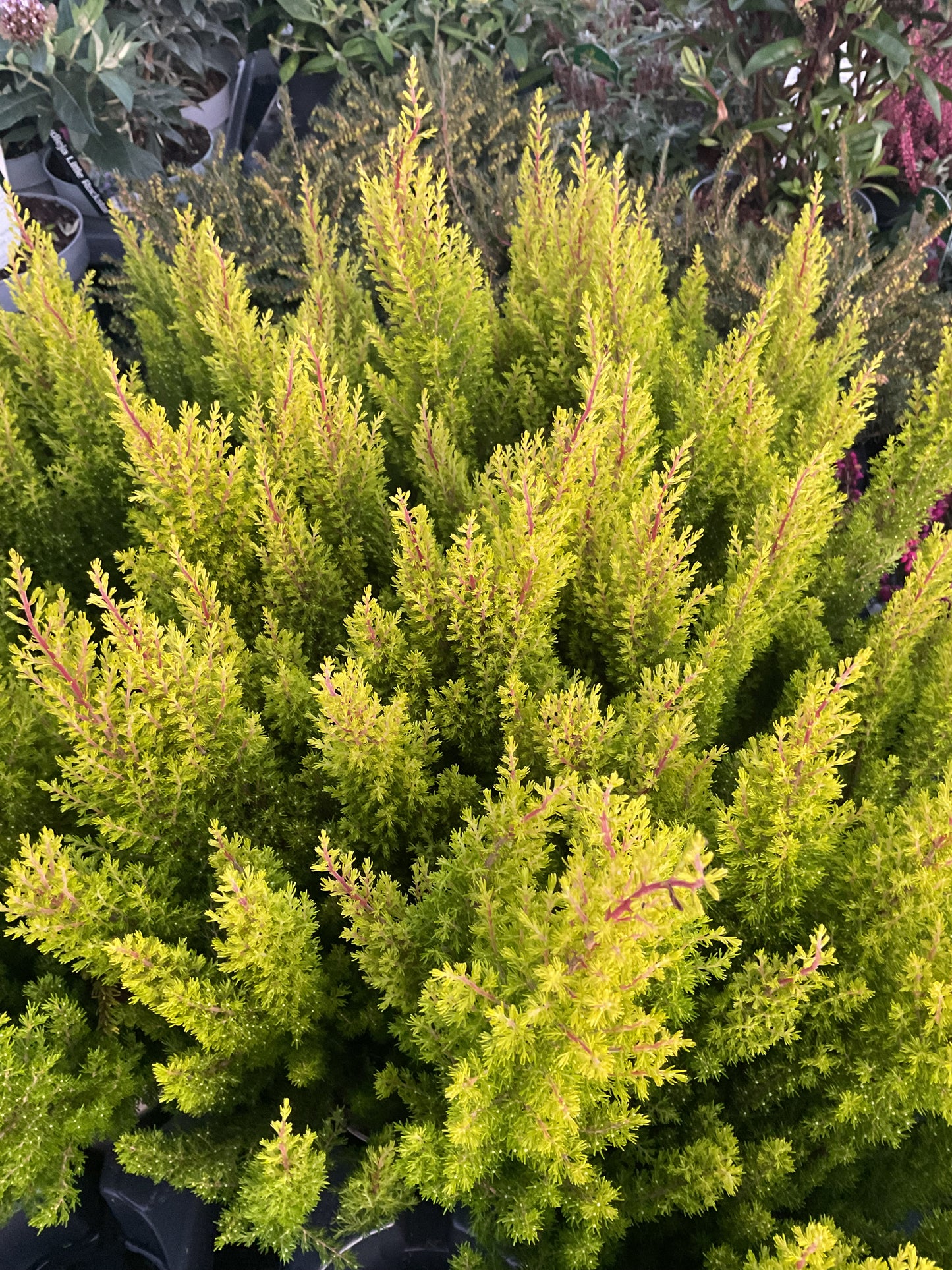 Erica arborea ‘Estrella Gold’ P13