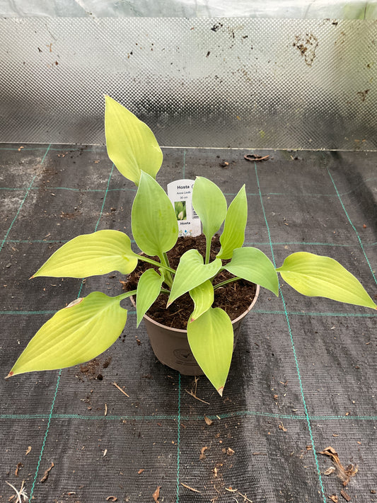 Hosta ‘Anna Lindh’ P15