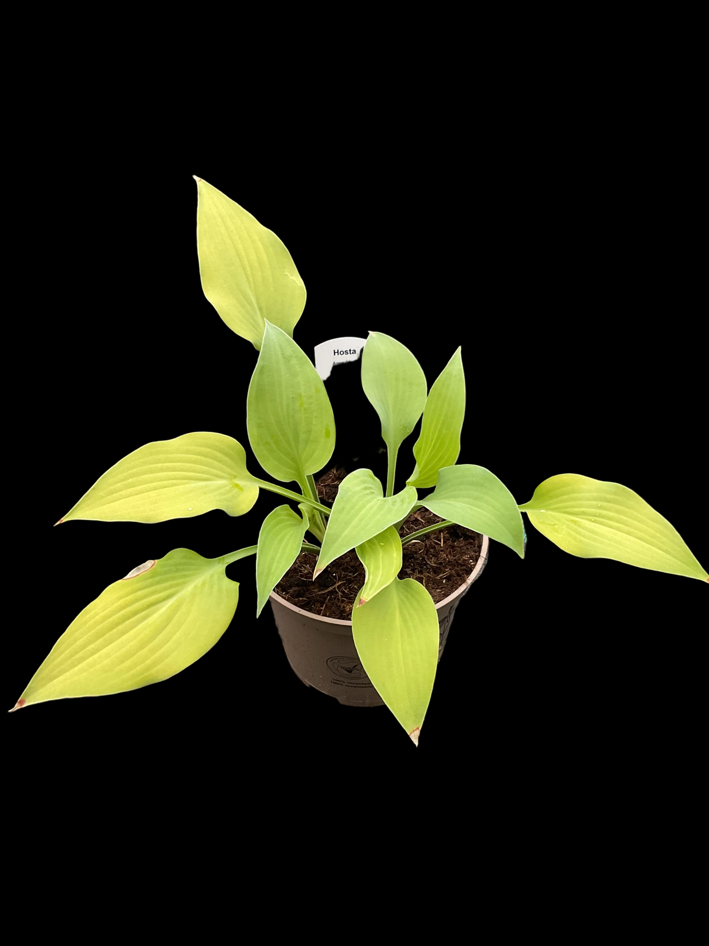 Hosta ‘Anna Lindh’ P15