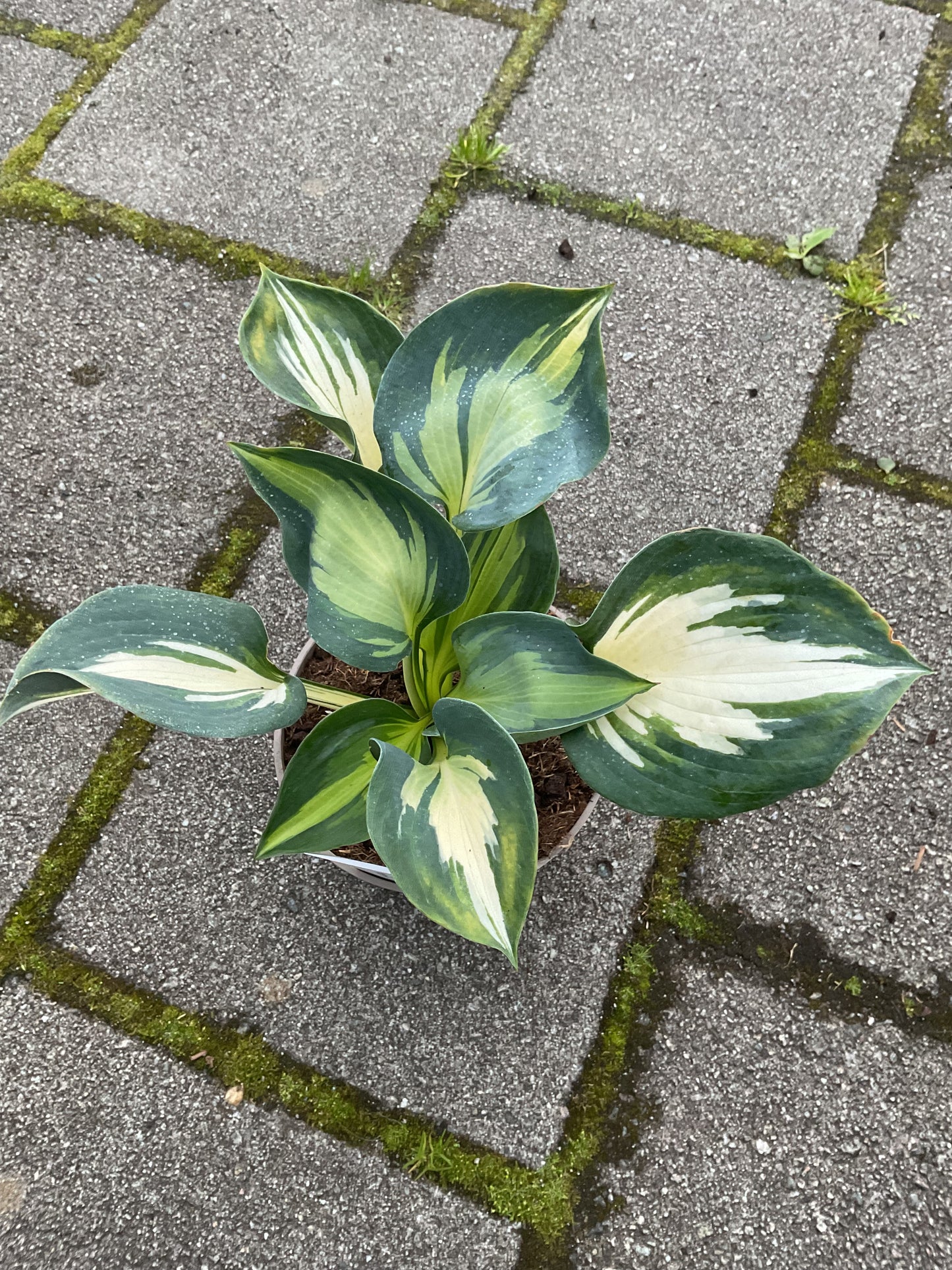Hosta ‘Beach Boy’