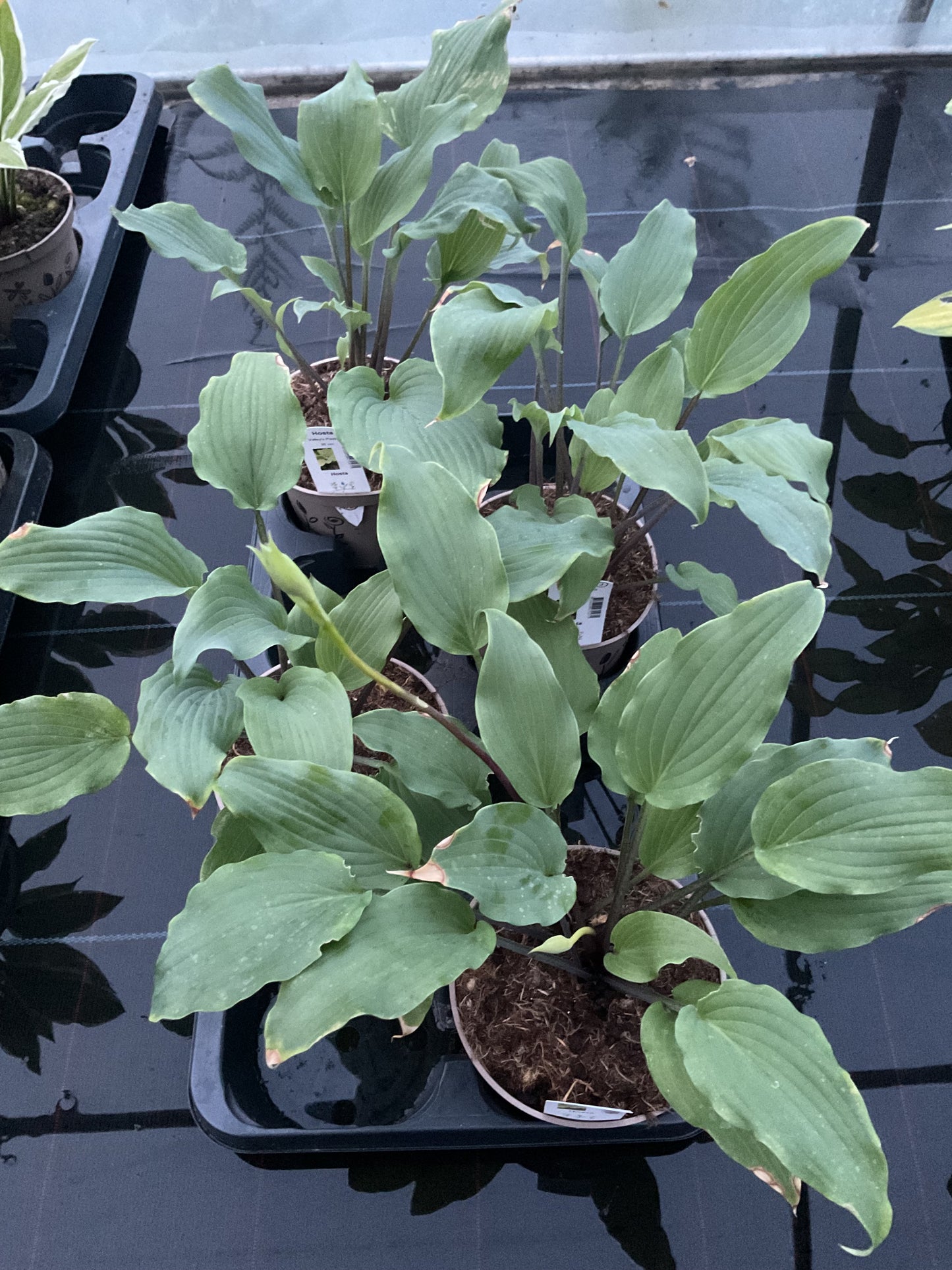 Hosta ‘Valley’s Pavlova’ P15