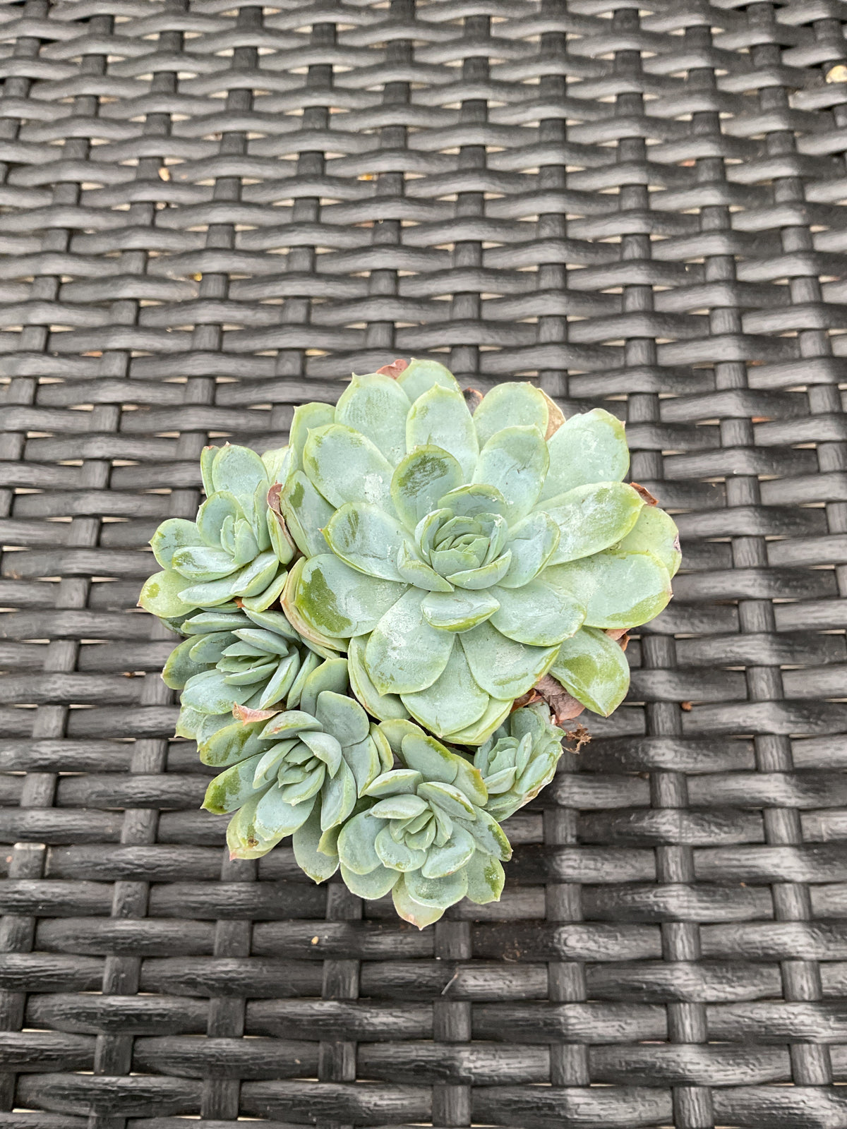 Echeveria secunda var. glauca P6