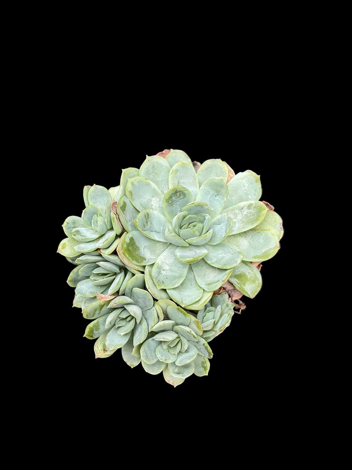 Echeveria secunda var. glauca P6
