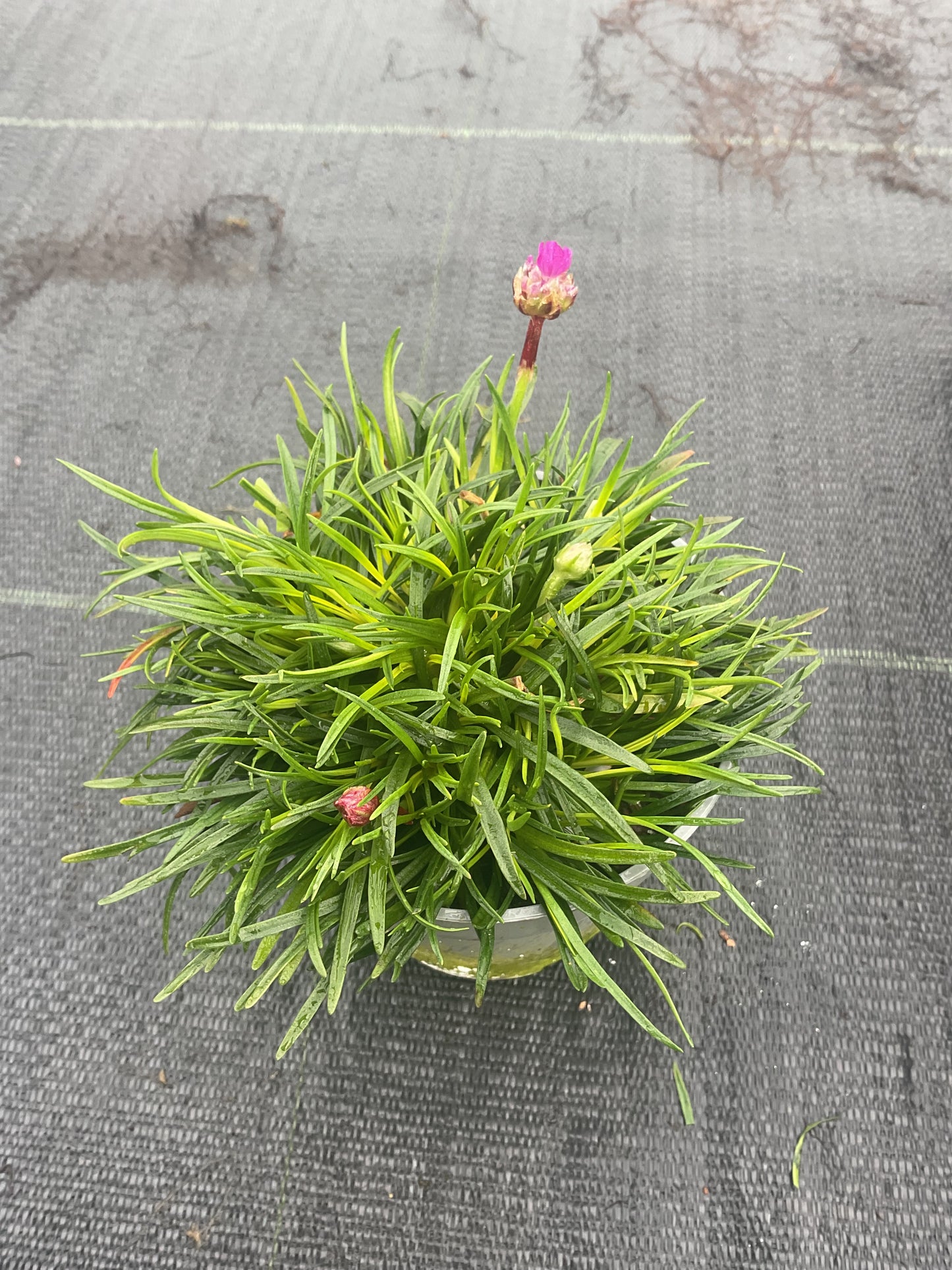 Armeria maritima Rød P11