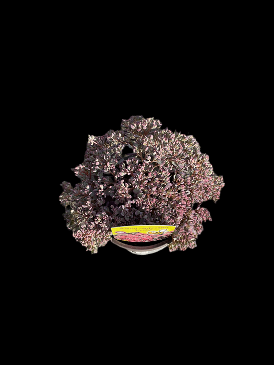 Sedum cauticola ‘Rocky’ P13