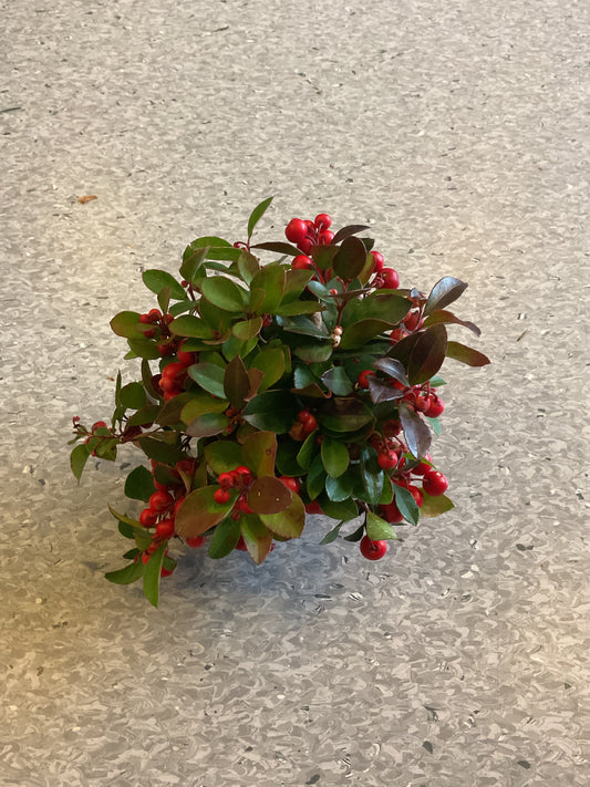 Gaultheria procumbens P11