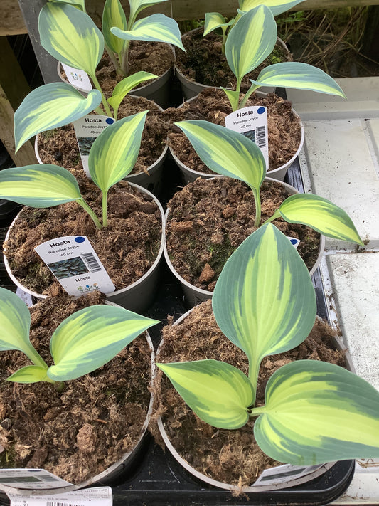 Hosta ‘Paradise Joyce’ P15