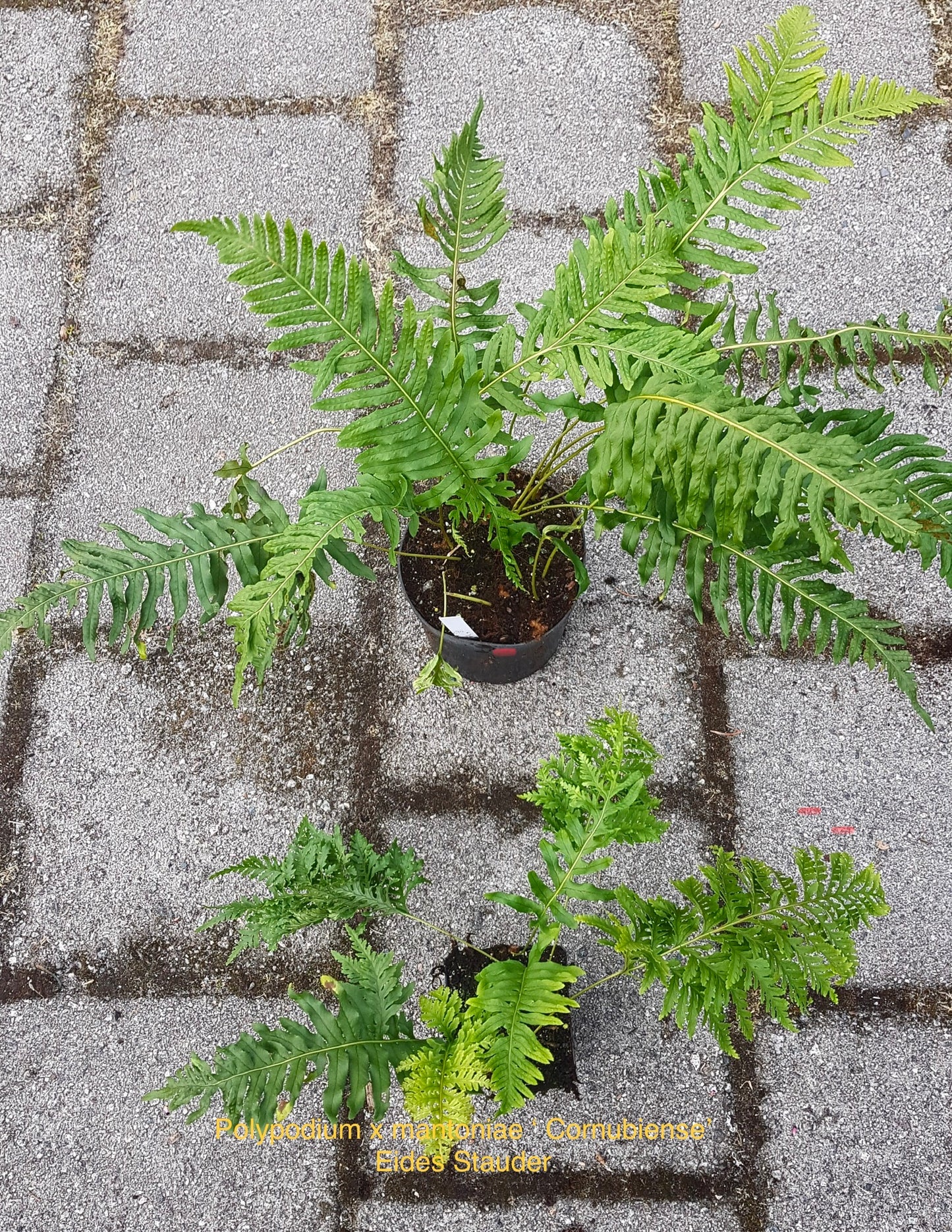 Polypodium x mantoniae ‘Cornubiense’ 9cm