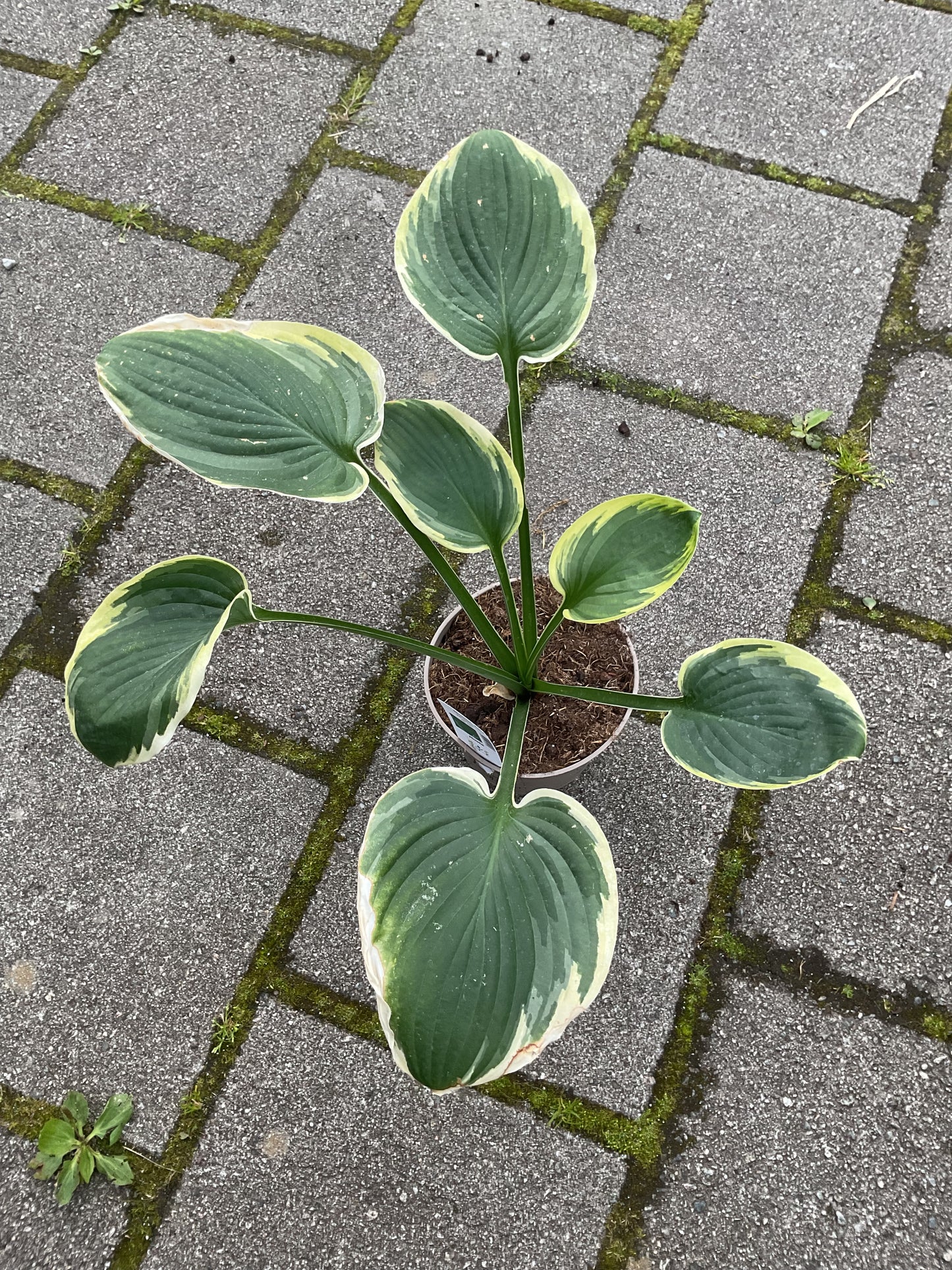 Hosta ‘Whatever’ P15