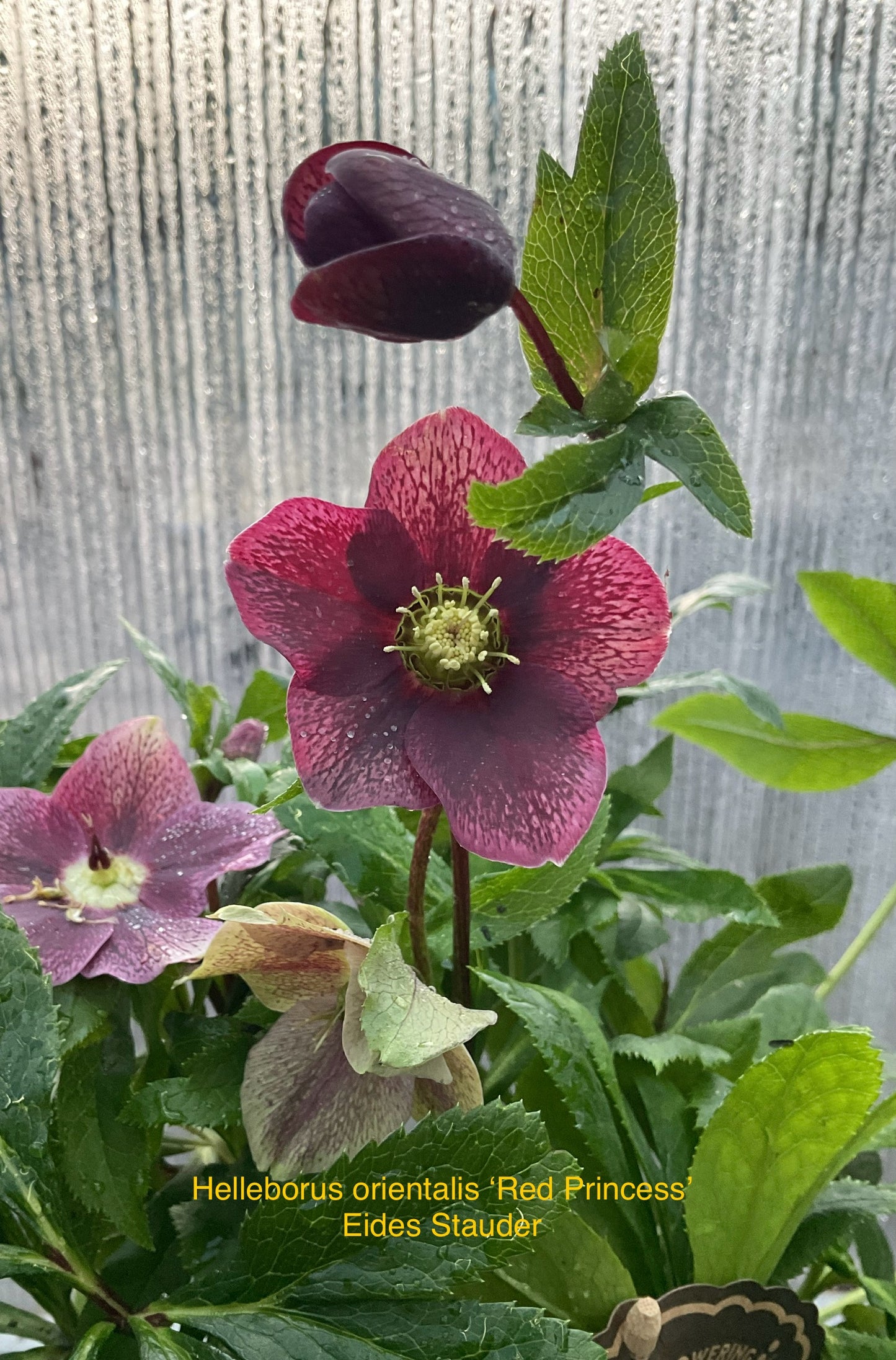 Helleborus orientalis ‘Red Princess’ P17