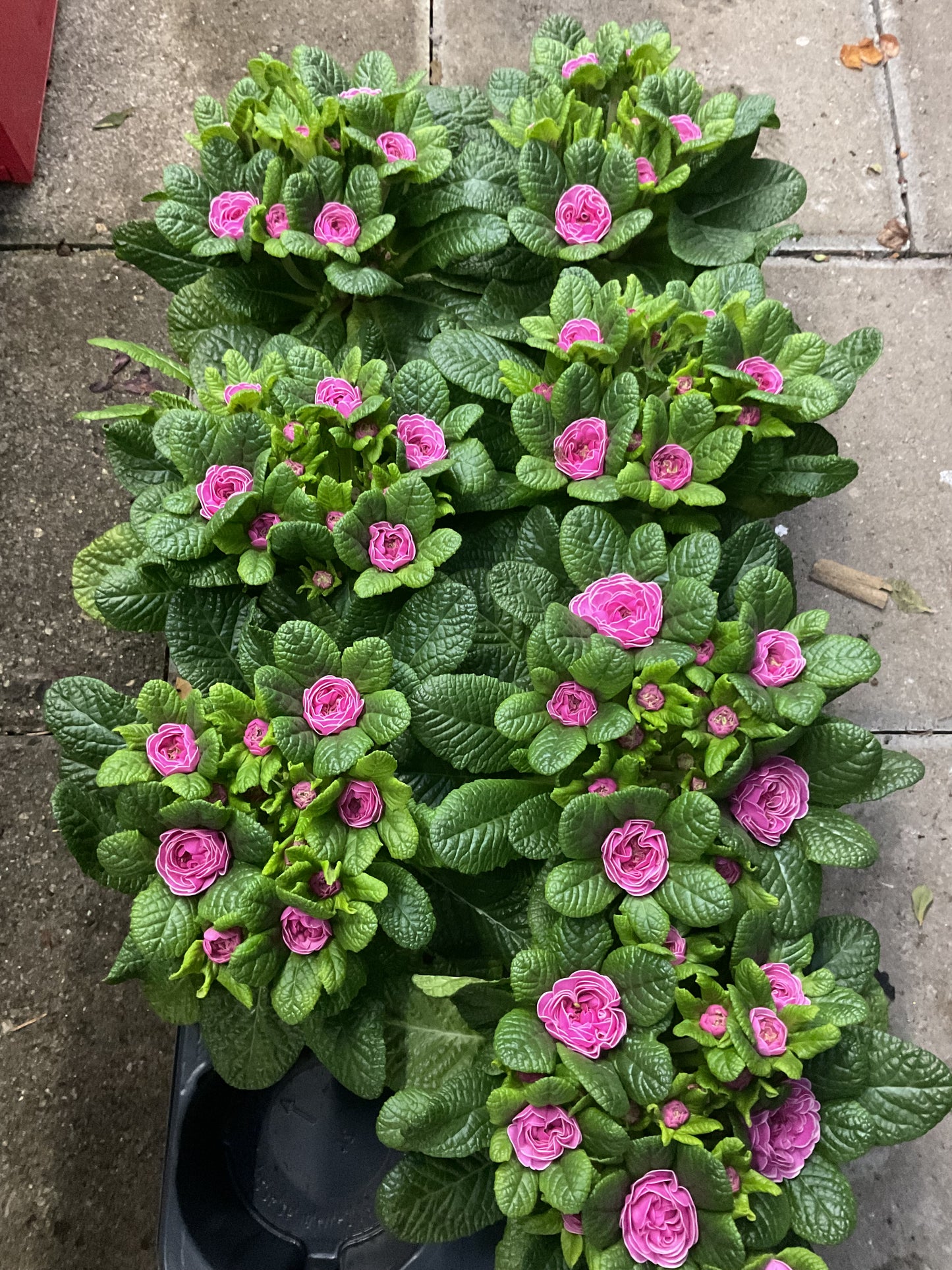 Primula Belarina ‘Rosalina’ P13