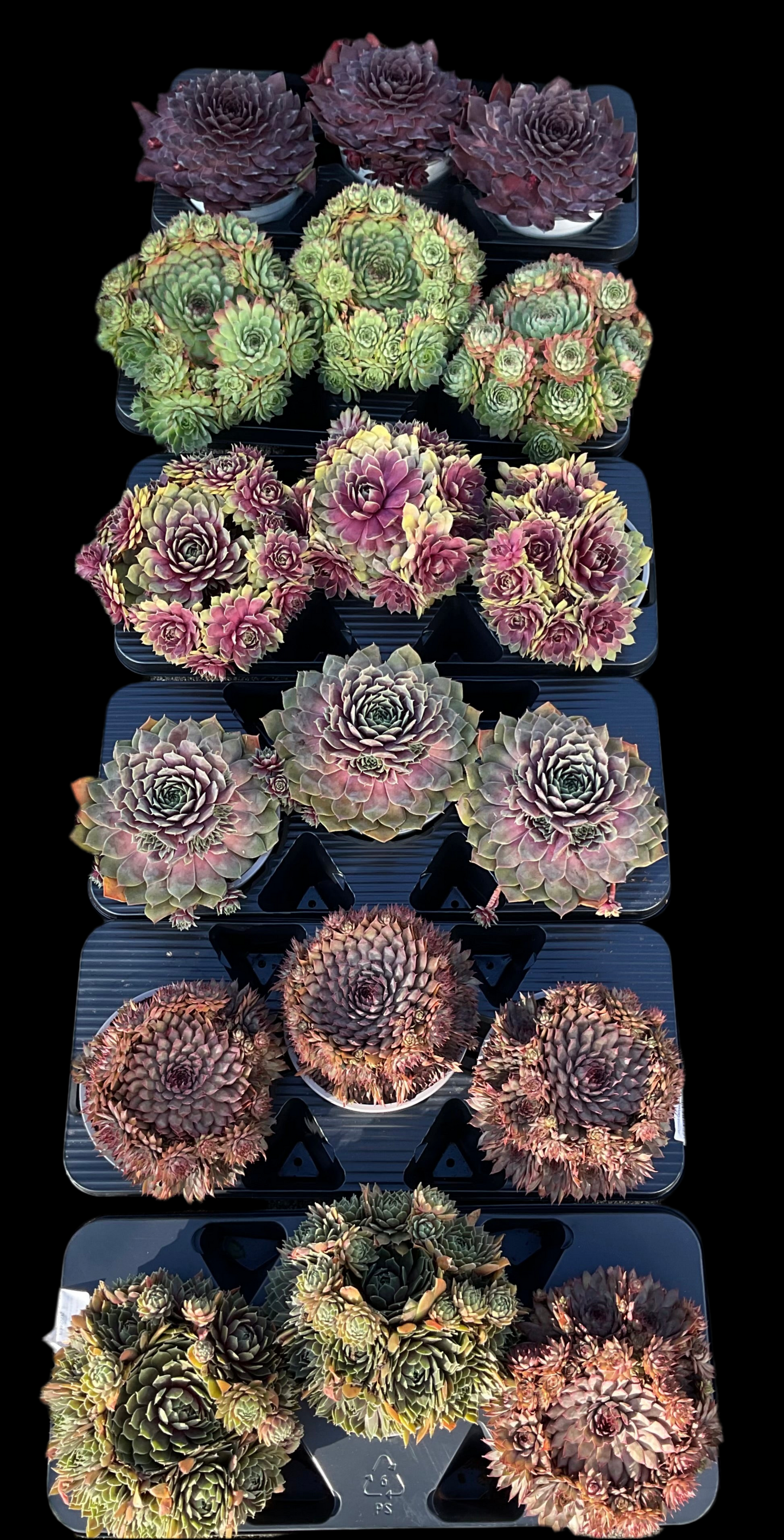Sempervivum ‘Big Sam’ Kolleksjon av 4 stk mix i P17