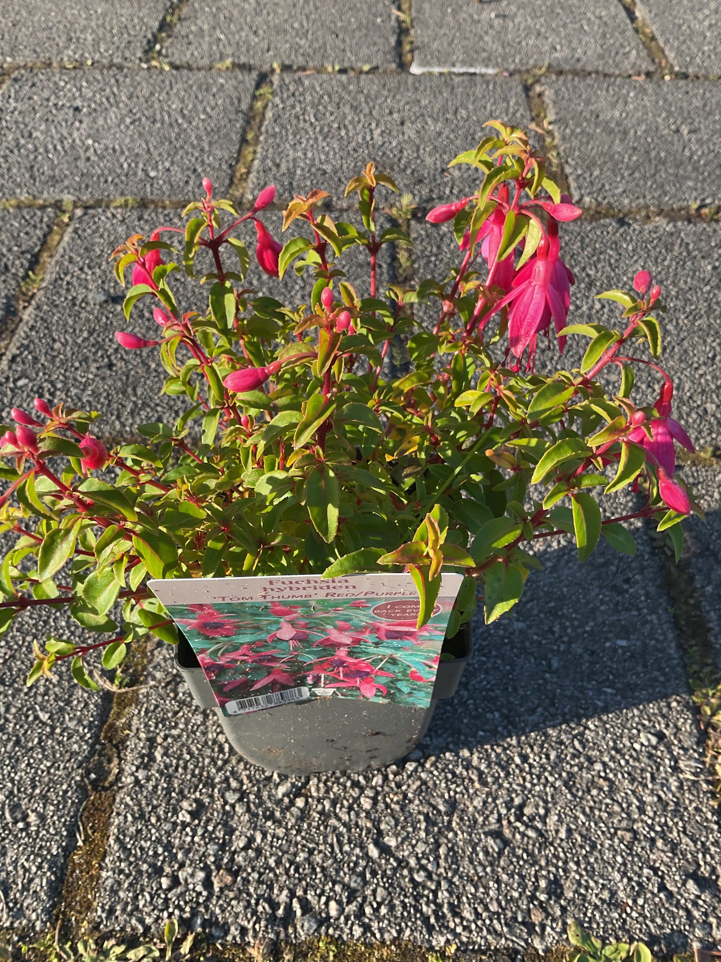 Fuchsia hybrid ‘Tom Thumb’