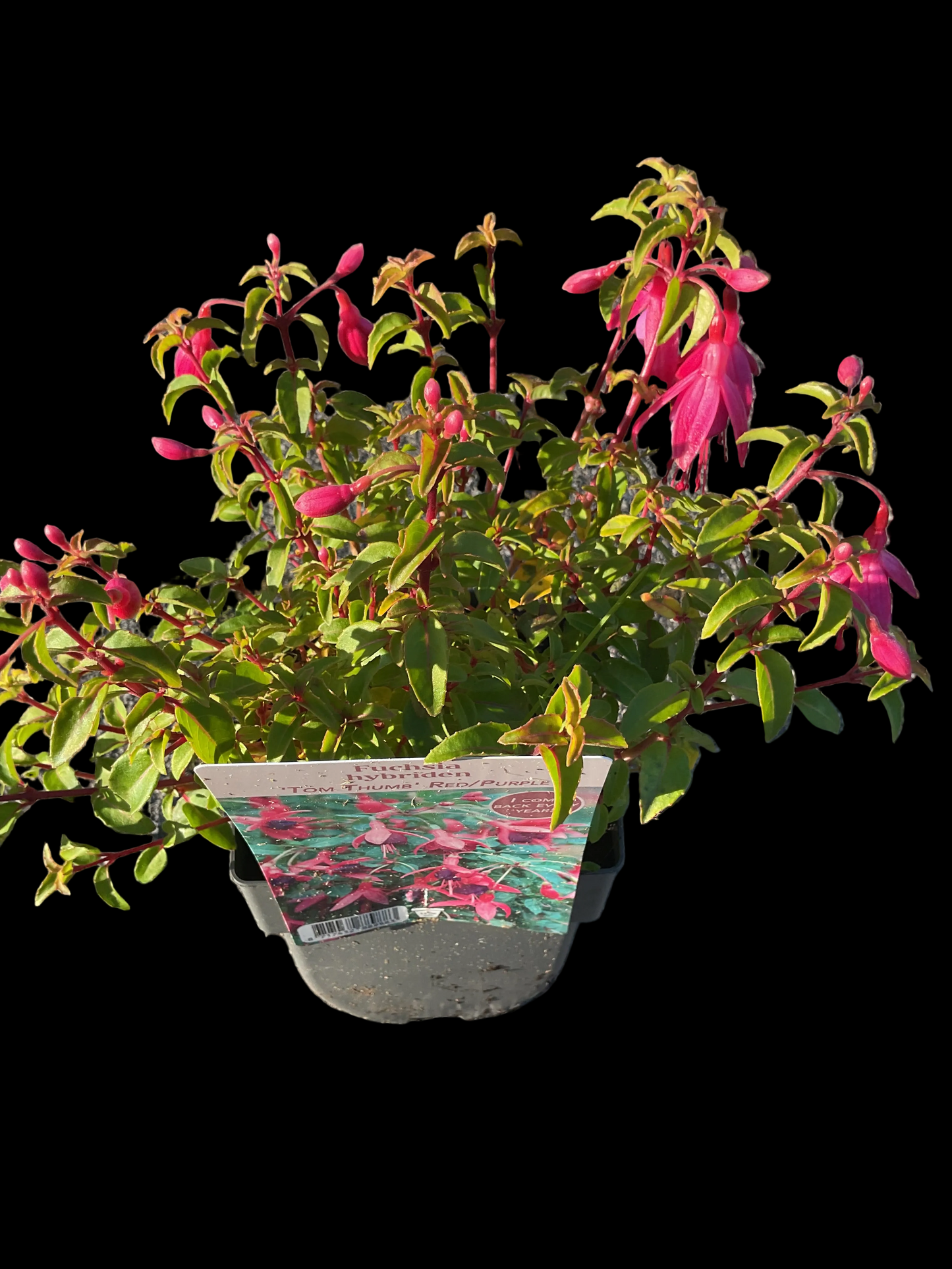 Fuchsia hybrid ‘Tom Thumb’