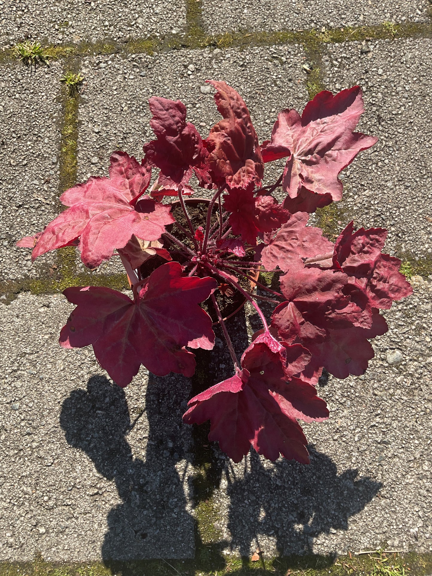 Heuchera ‘Autumn Leaves’ P13