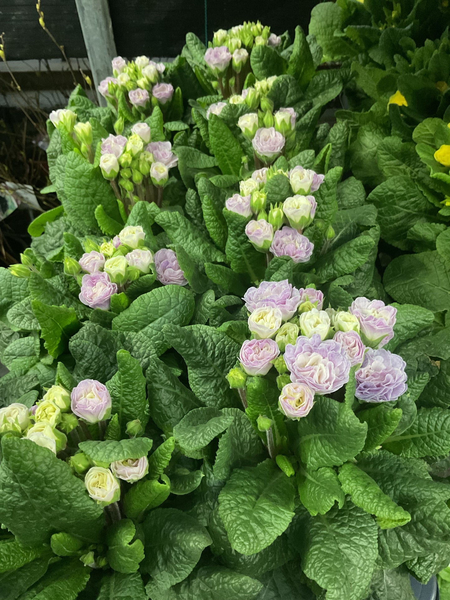 Primula Belarina ‘Pink Champagne’