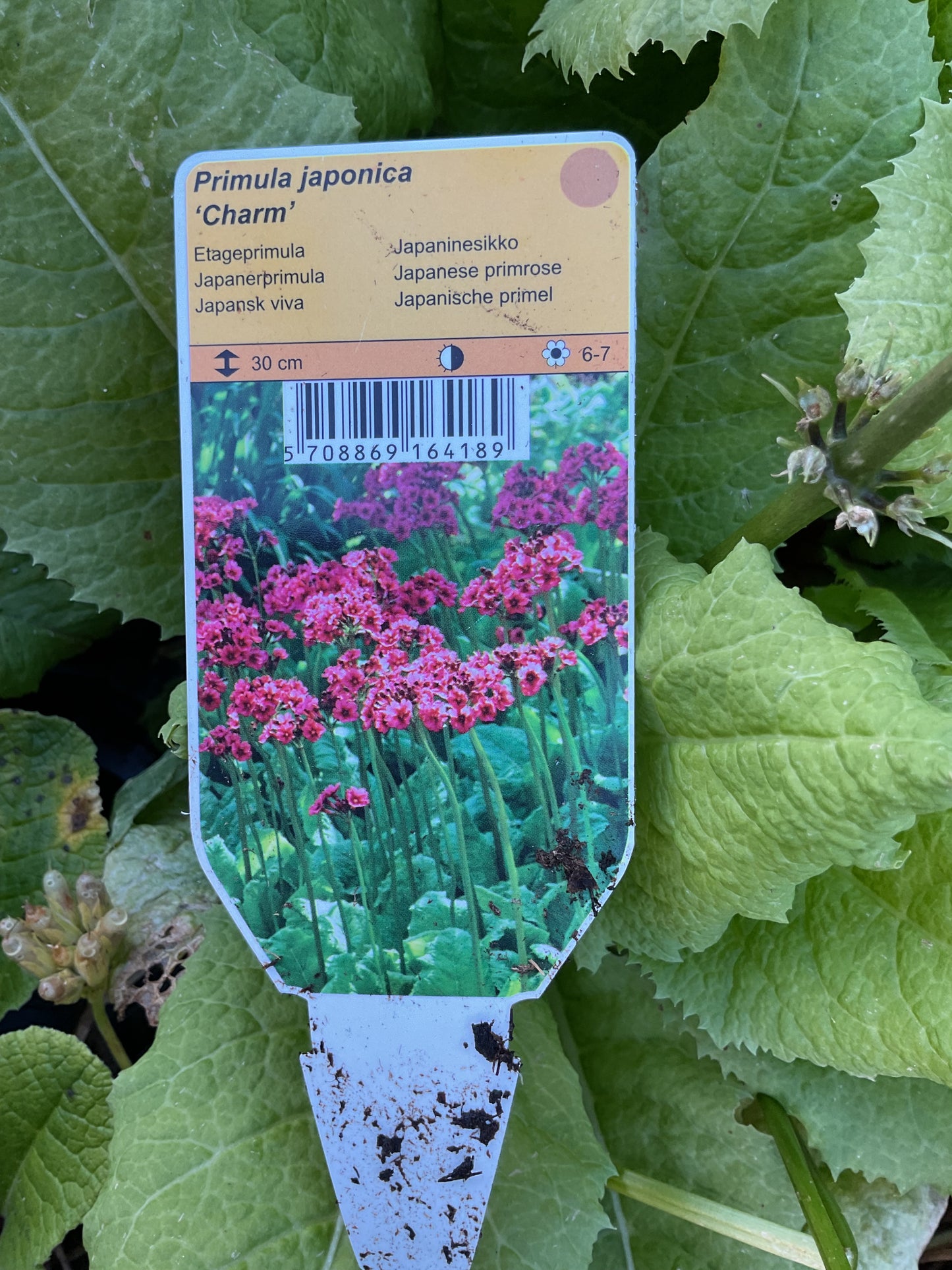 Primula japonica ‘Charm’