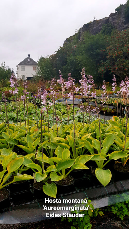 Hosta ‘Montana Aureomarginata’ P17