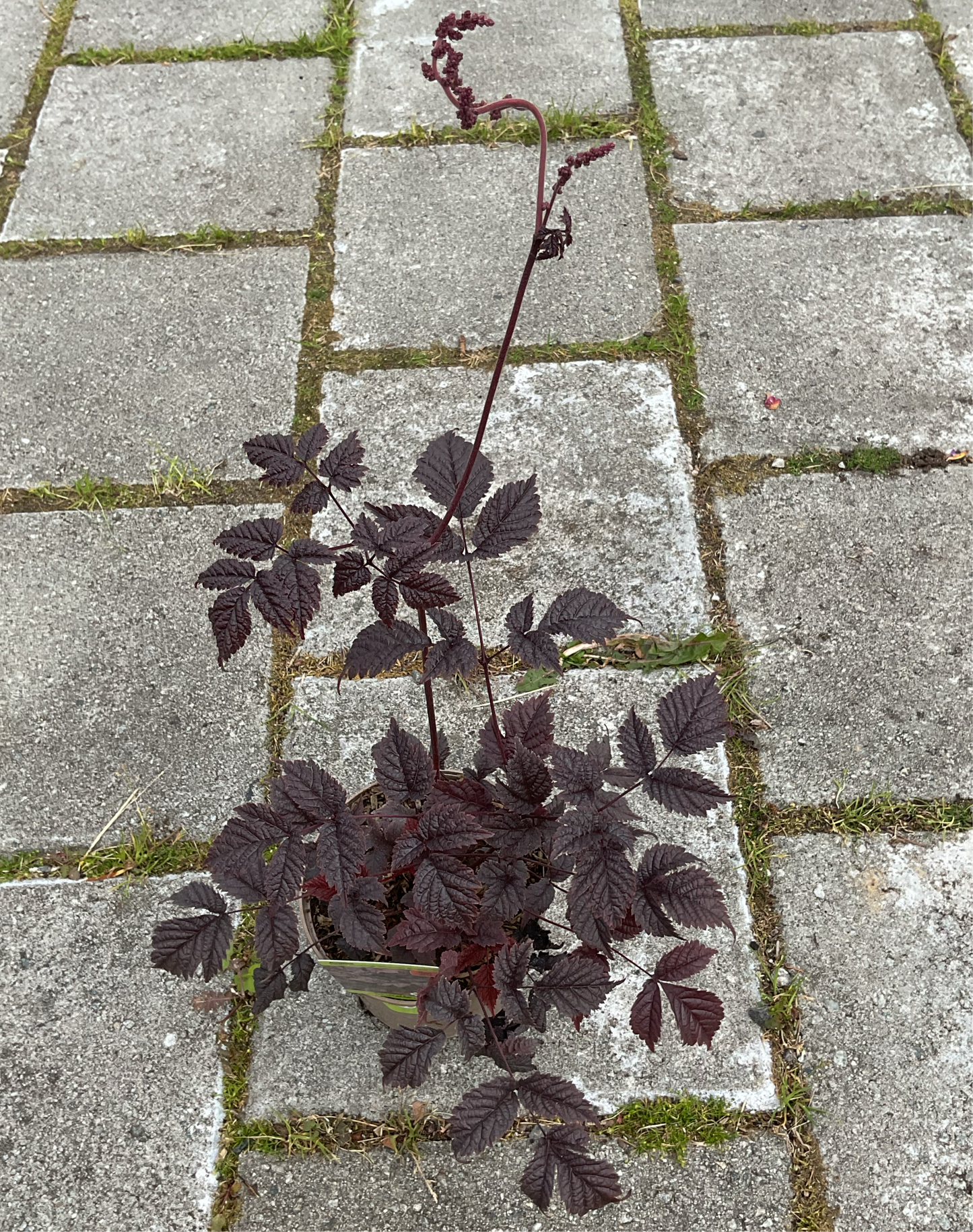 Astilbe thunbergii ‘Chocolate Shogun’