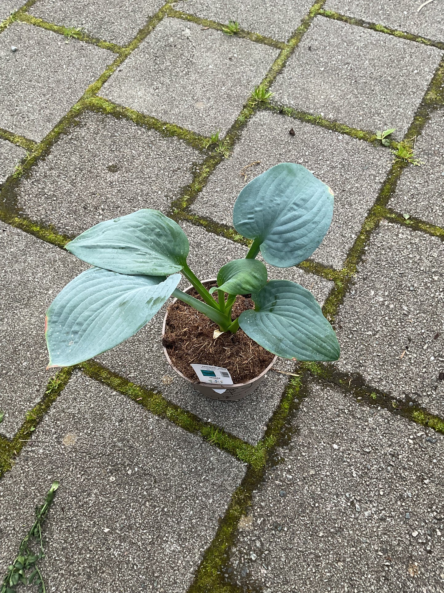 Hosta ‘Generation X’  P15