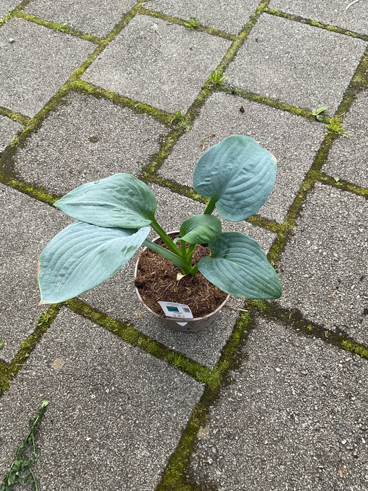 Hosta ‘Generation X’  P15