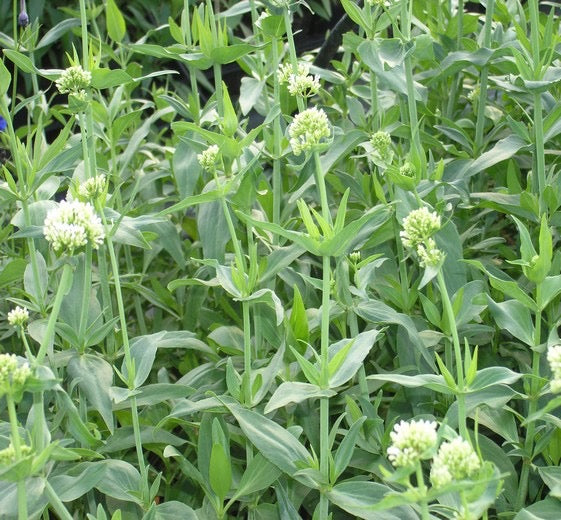 Centranthus ruber ‘Albus’