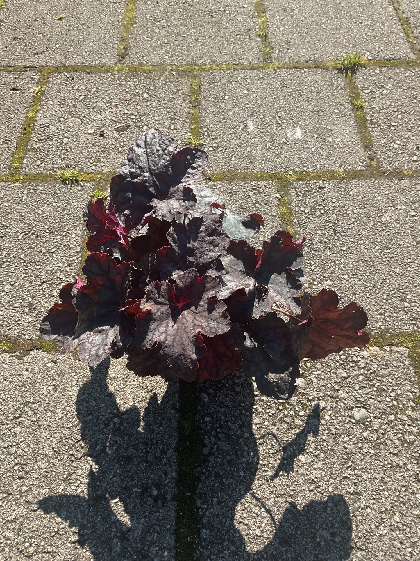 Heuchera ‘ Velvet Night’ P13
