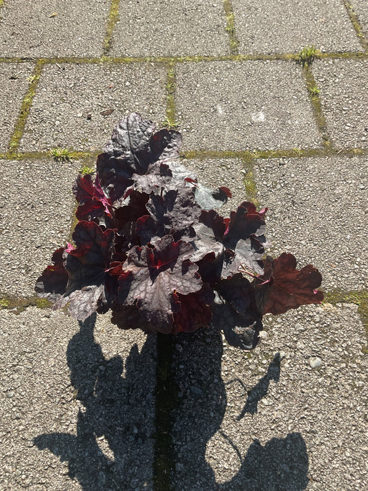 Heuchera ‘ Velvet Night’ P13
