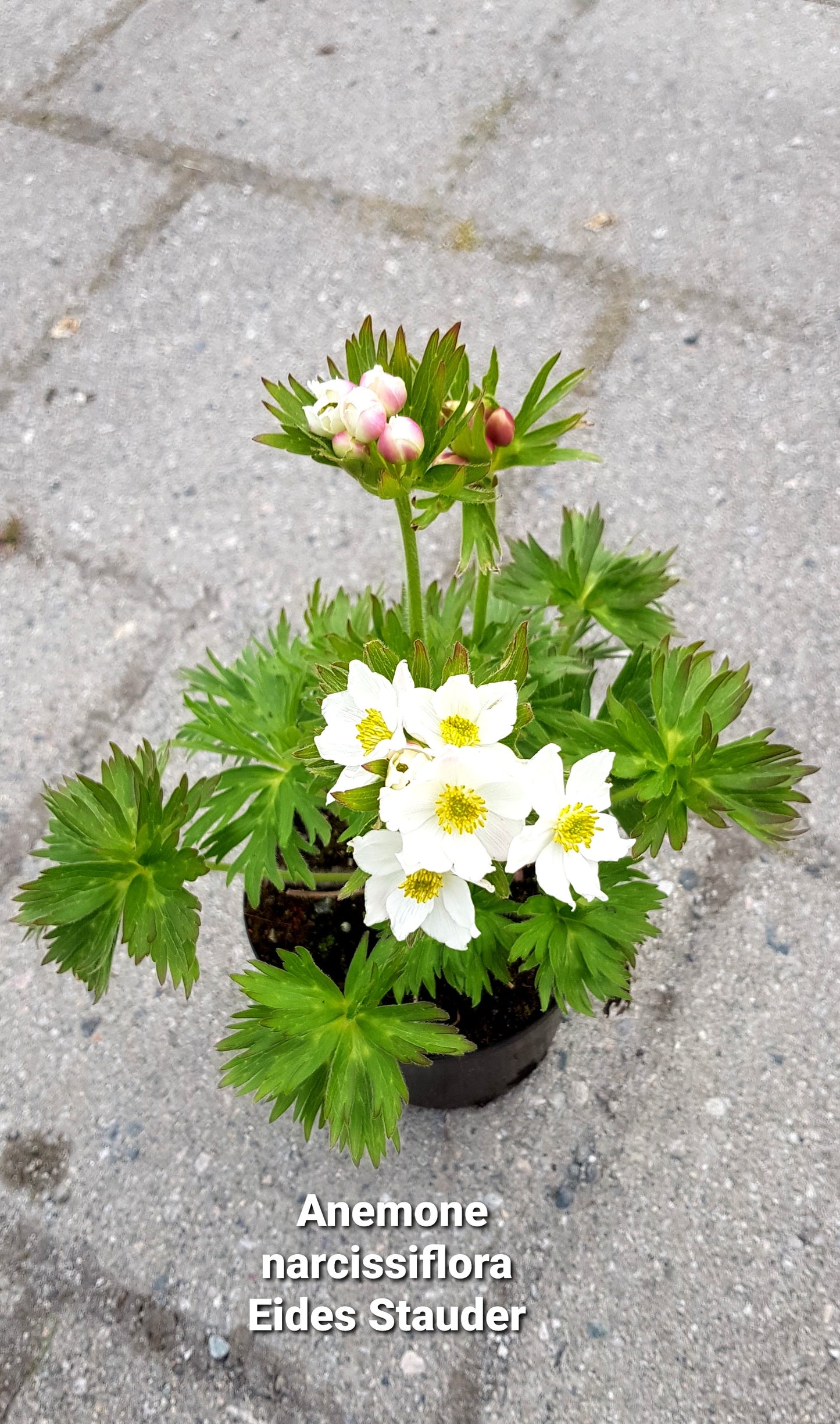 Anemone narcissiflora